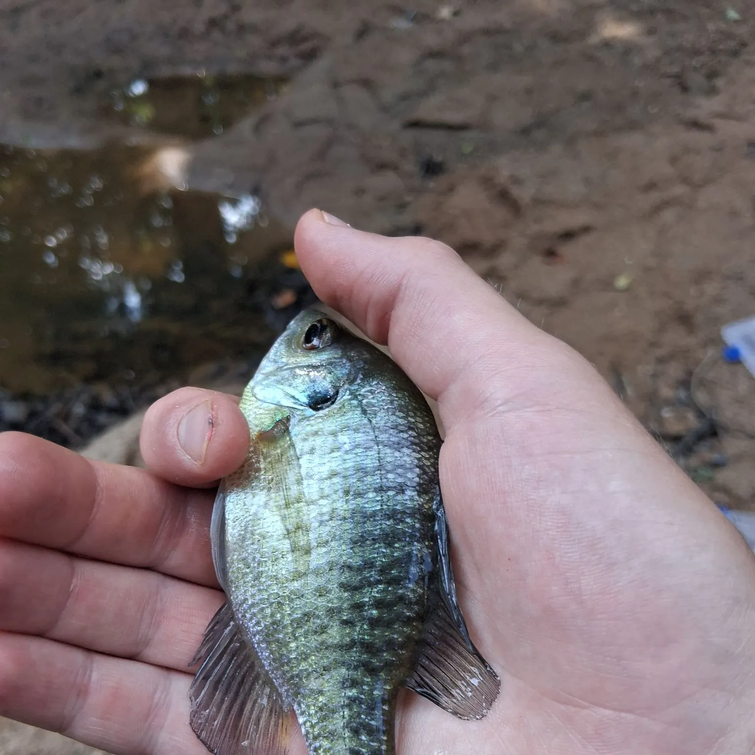 Bluegill caught on Fishbrain