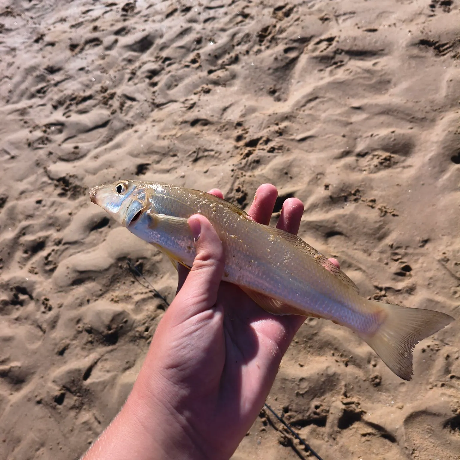 The most recent Sand sillago catches on Fishbrain