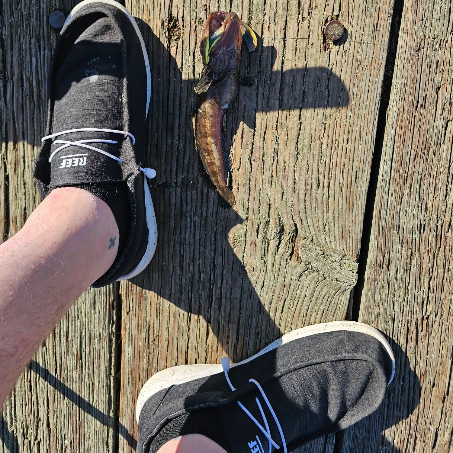 The most recent Onespot fringehead catches on Fishbrain