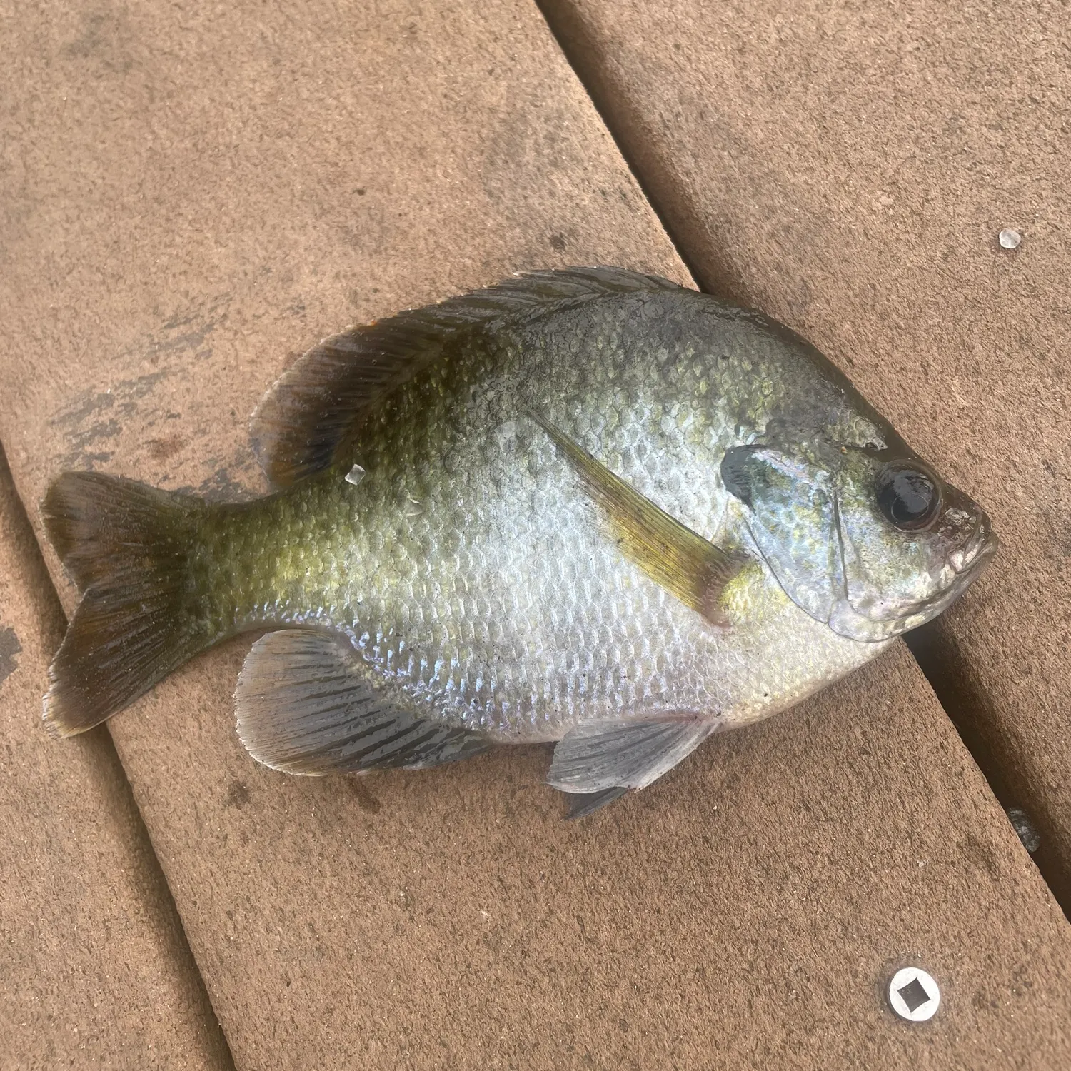 The most recent Redspotted sunfish catches on Fishbrain