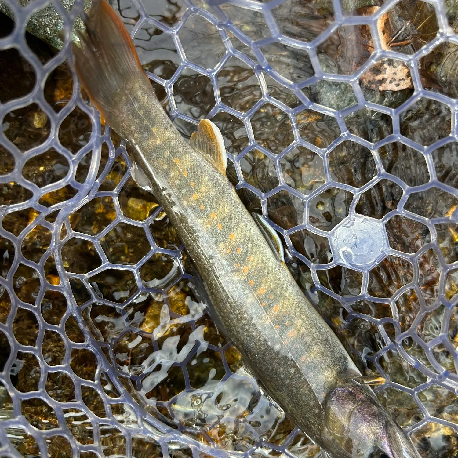 The most recent Japanese pluvius char catches on Fishbrain