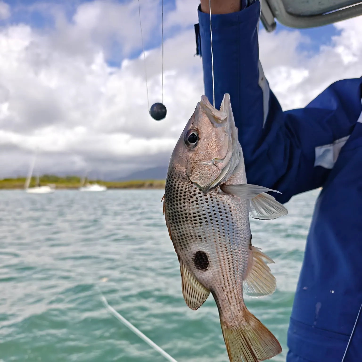 The most recent Golden snapper catches on Fishbrain