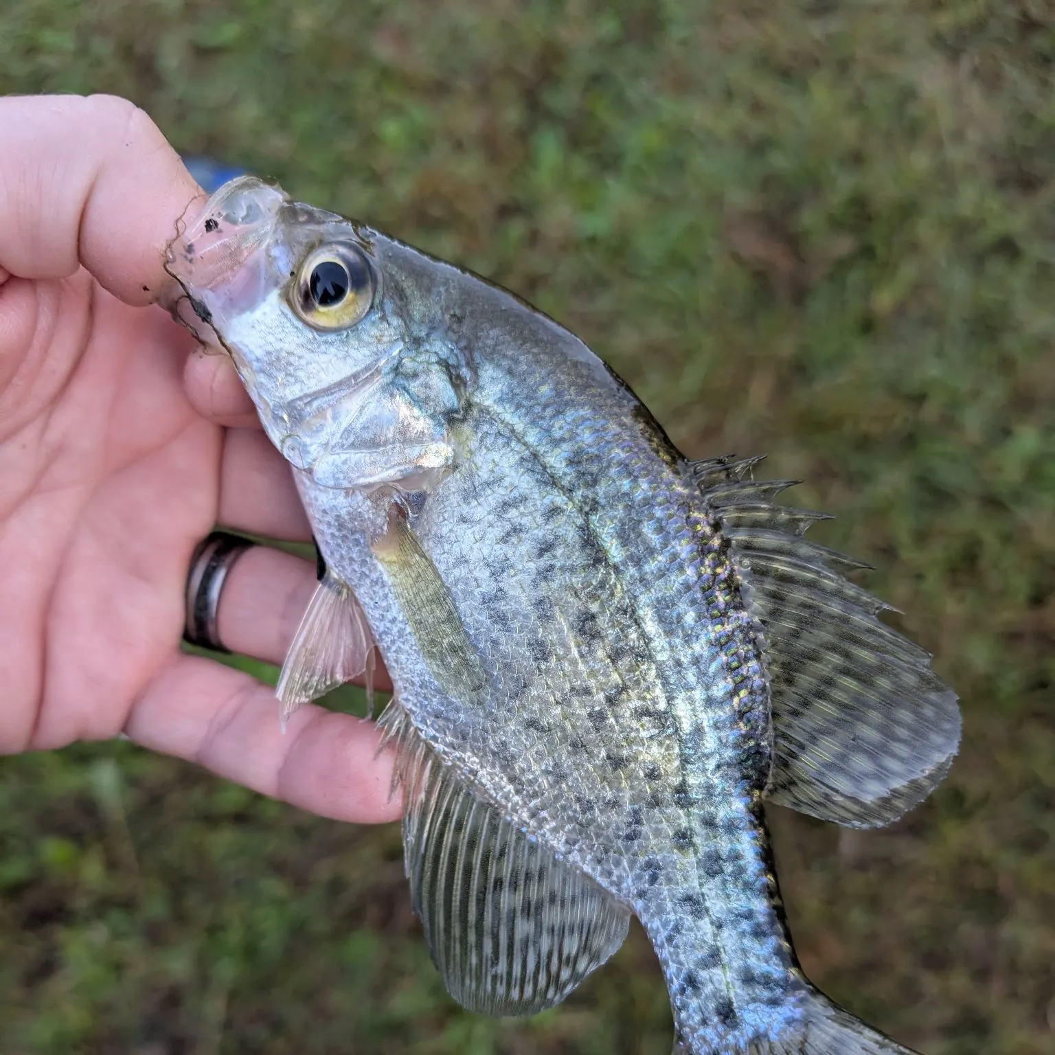 Black crappie caught on Fishbrain