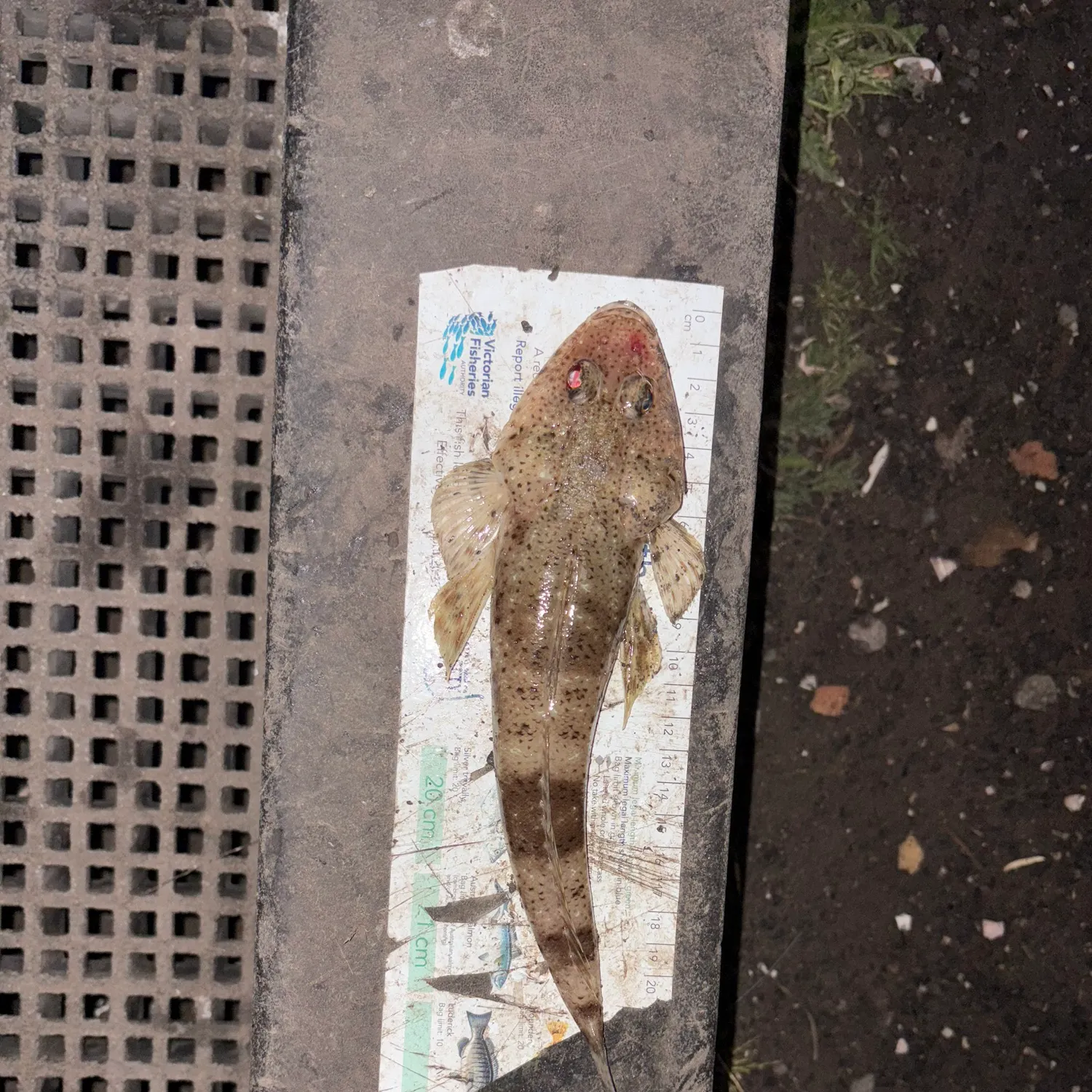 The most recent Sand flathead catches on Fishbrain