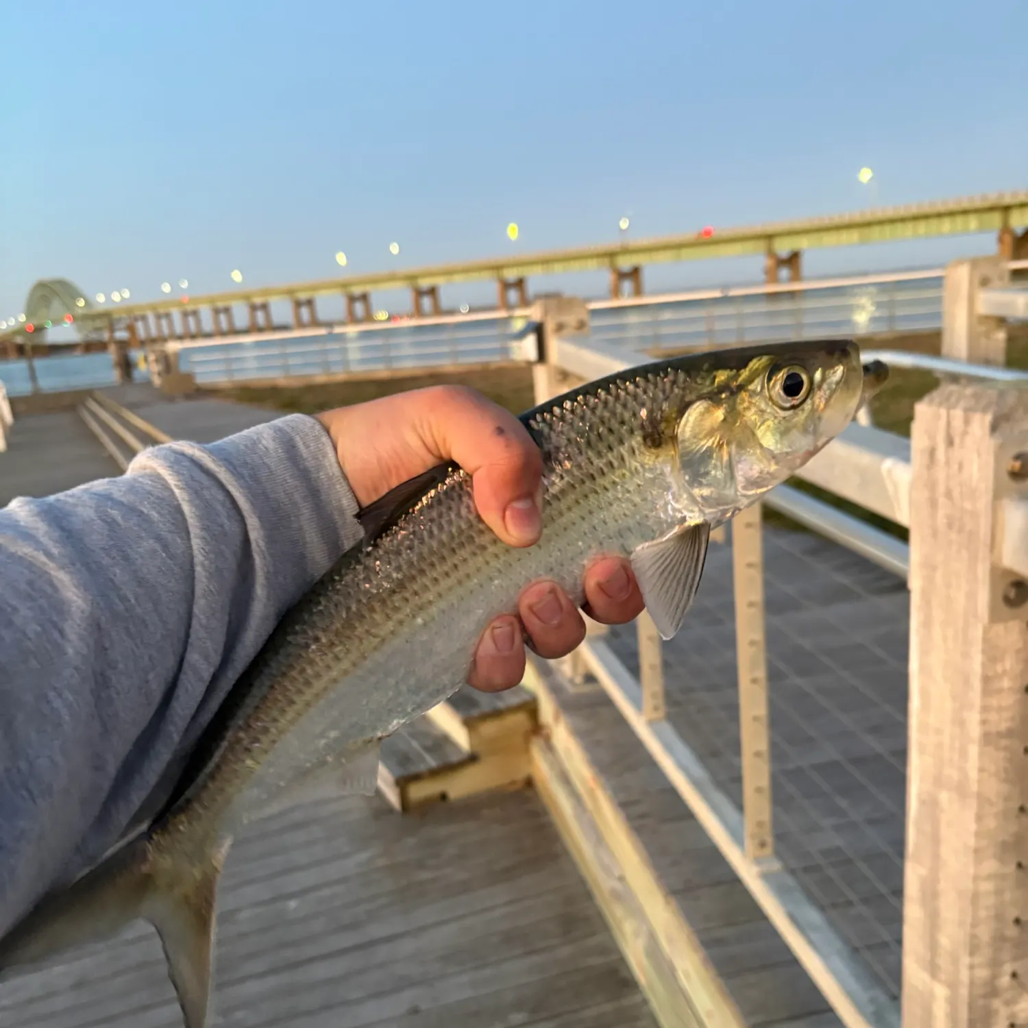 The most recent Hickory shad catches on Fishbrain