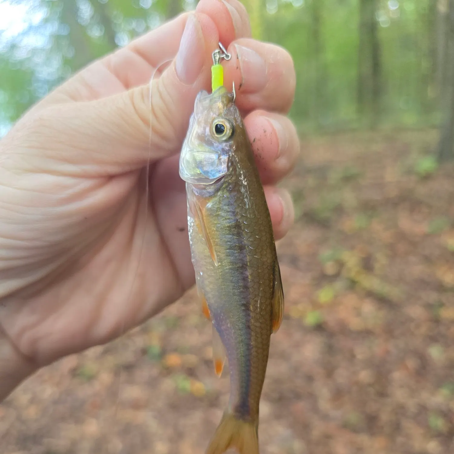 Common shiner caught on Fishbrain
