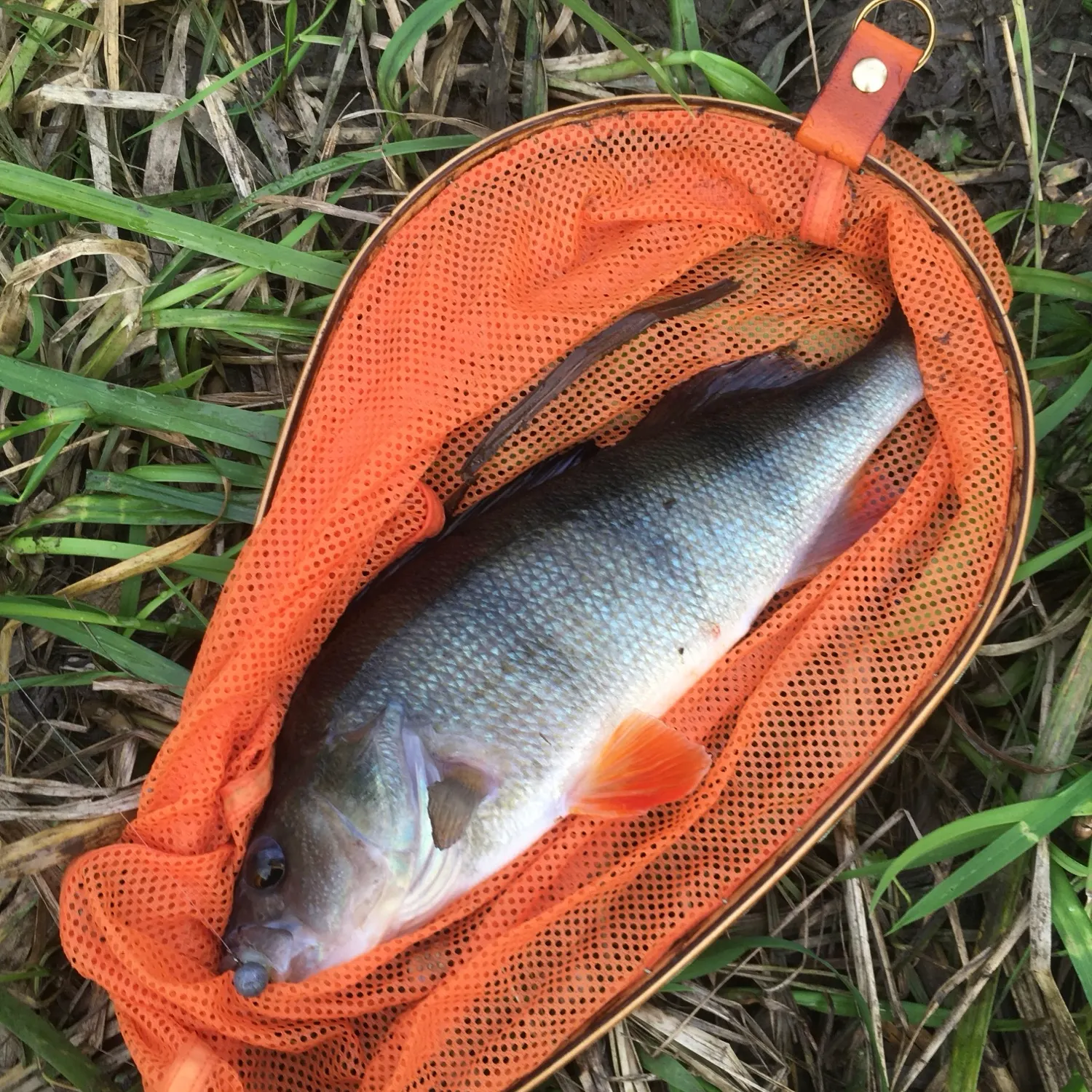 European perch caught on Fishbrain