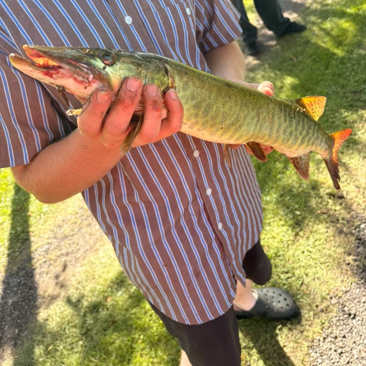 Muskie caught on Fishbrain