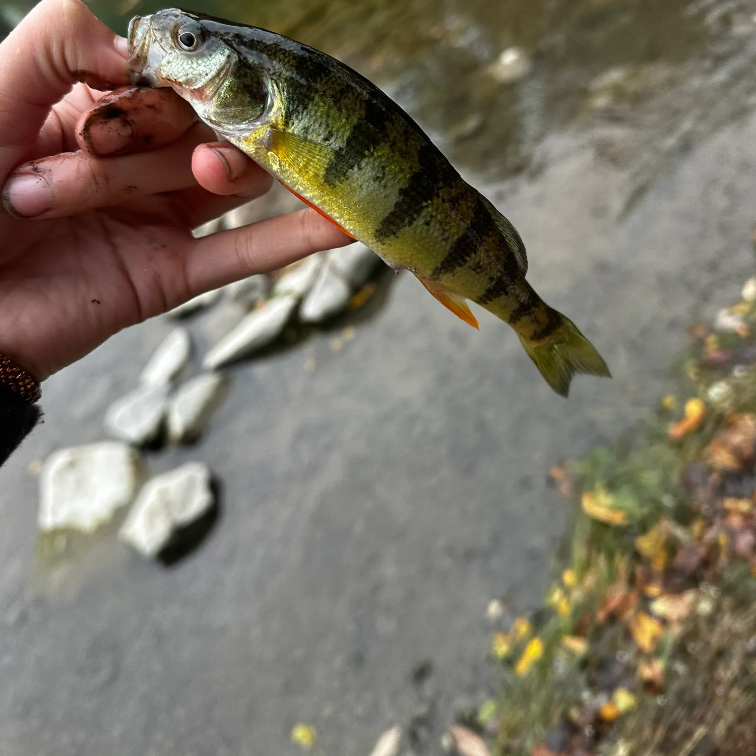 Yellow perch caught on Fishbrain