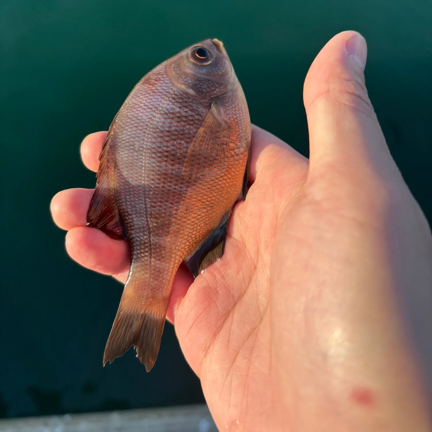 The most recent Black perch catches on Fishbrain