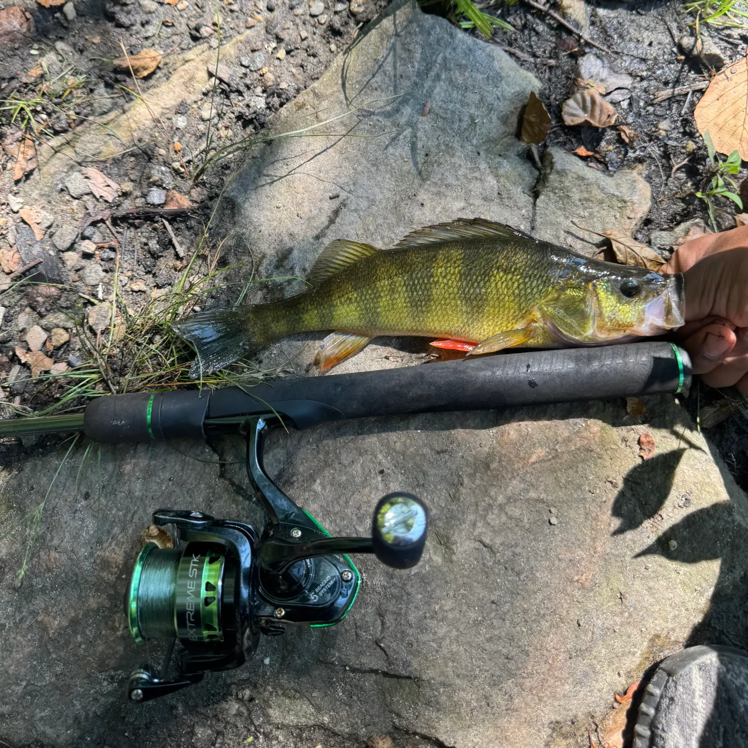 Yellow perch caught on Fishbrain