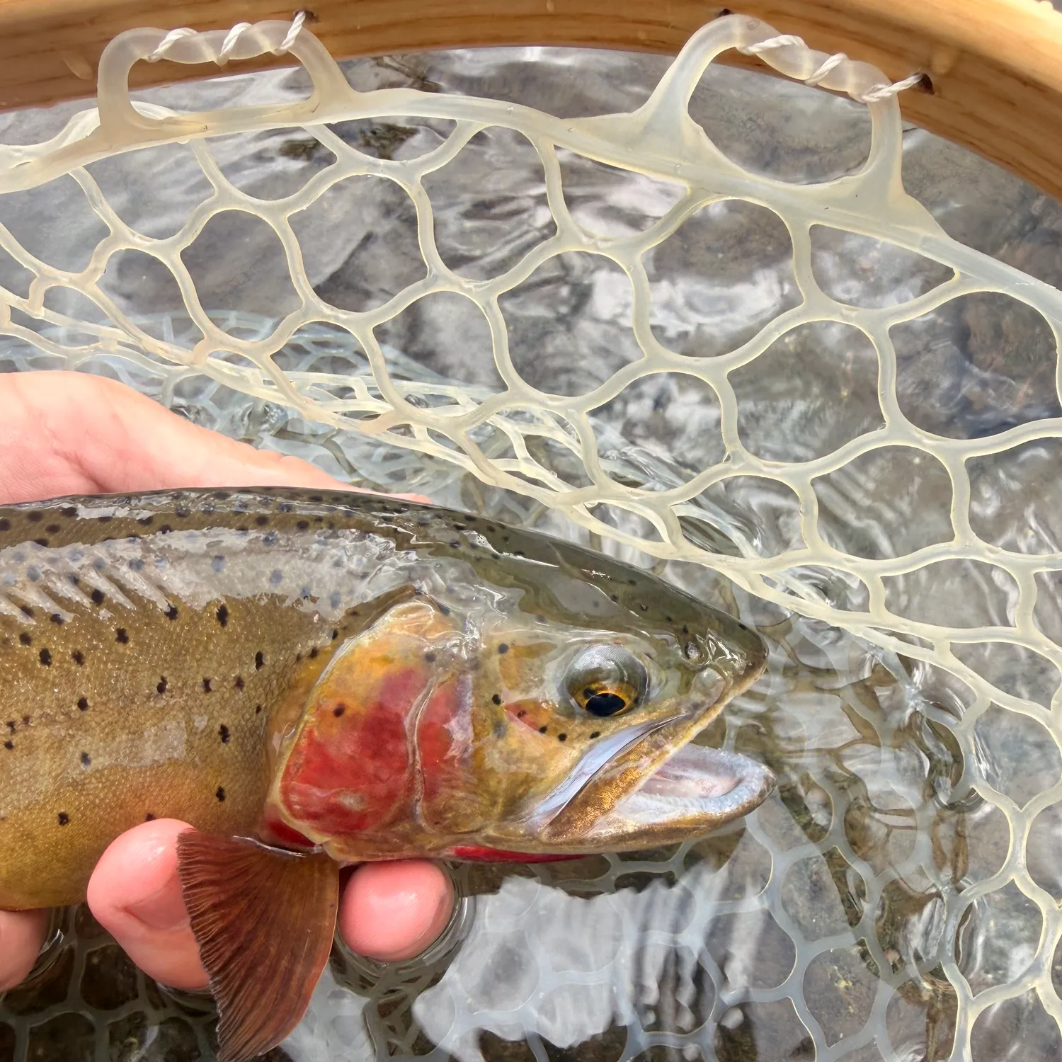 Cutthroat trout caught on Fishbrain