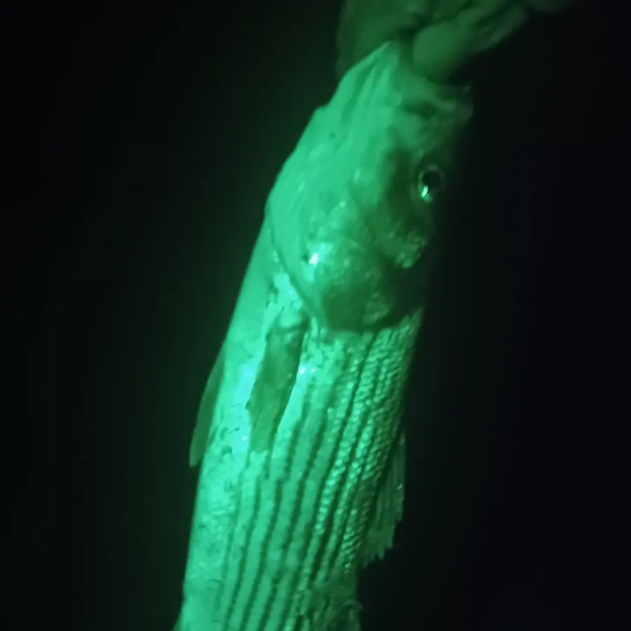Striped bass caught on Fishbrain