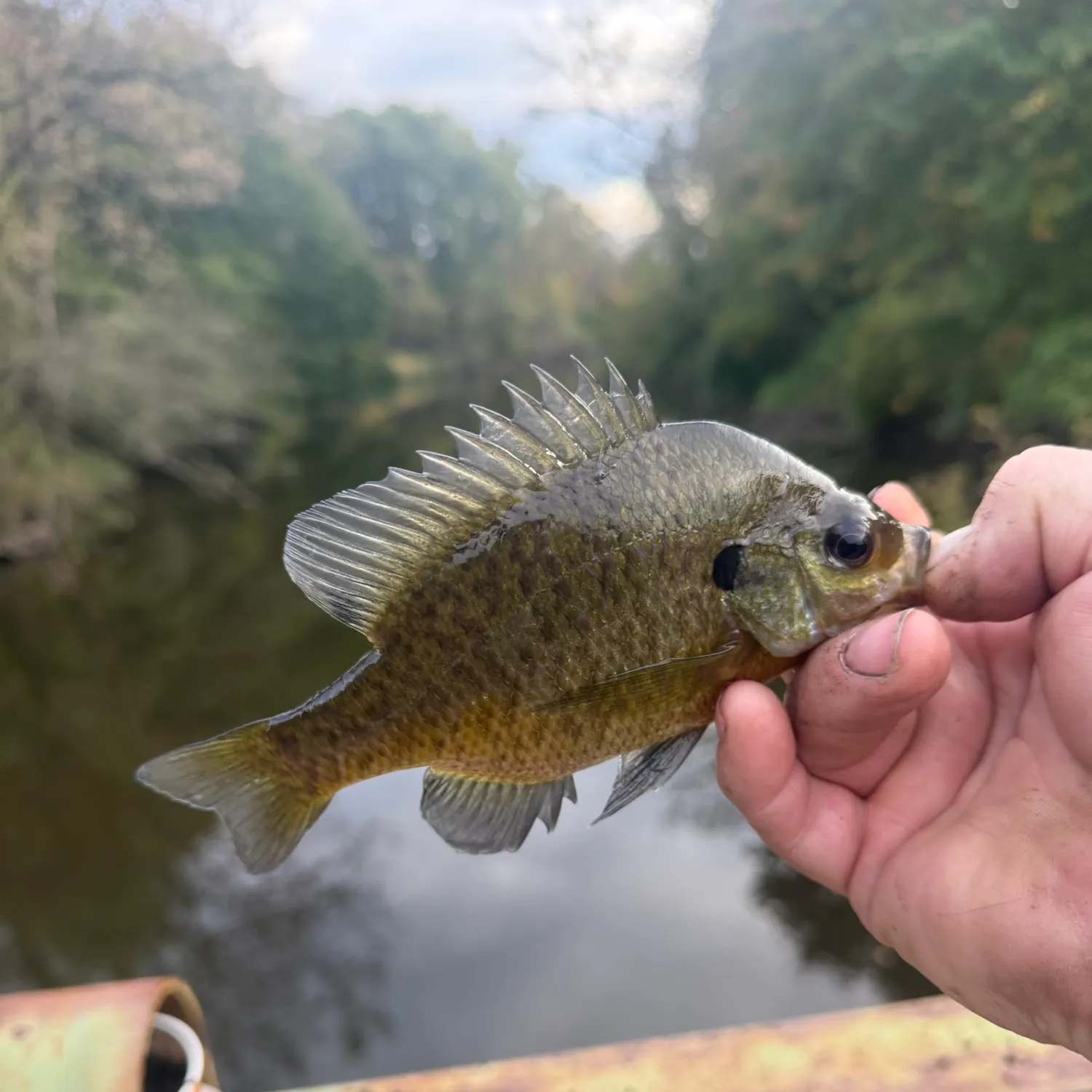 Bluegill caught on Fishbrain