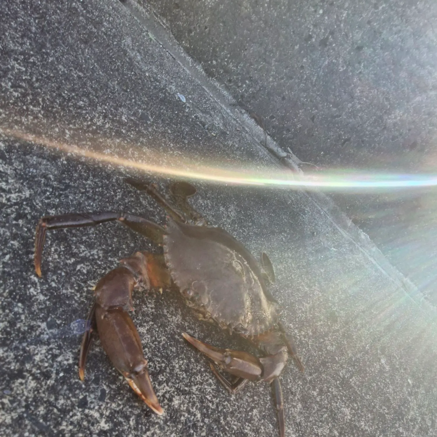 The most recent Giant mud crab catches on Fishbrain