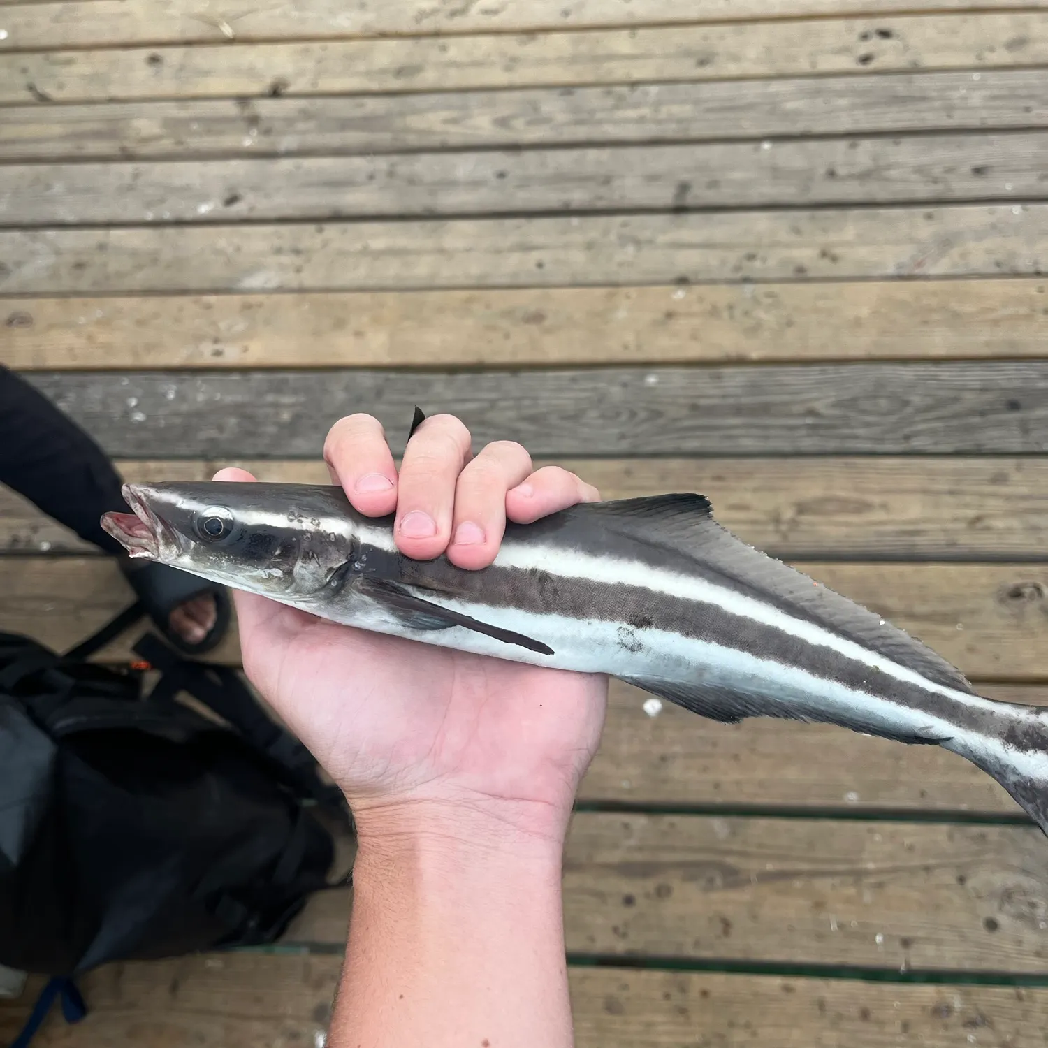 The most recent Cobia catches on Fishbrain