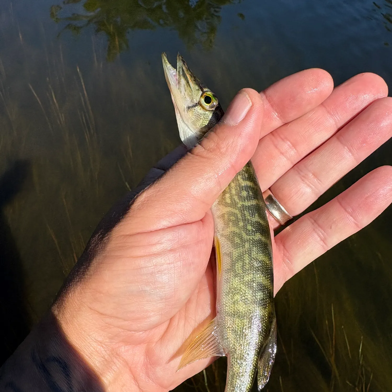 Chain pickerel caught on Fishbrain