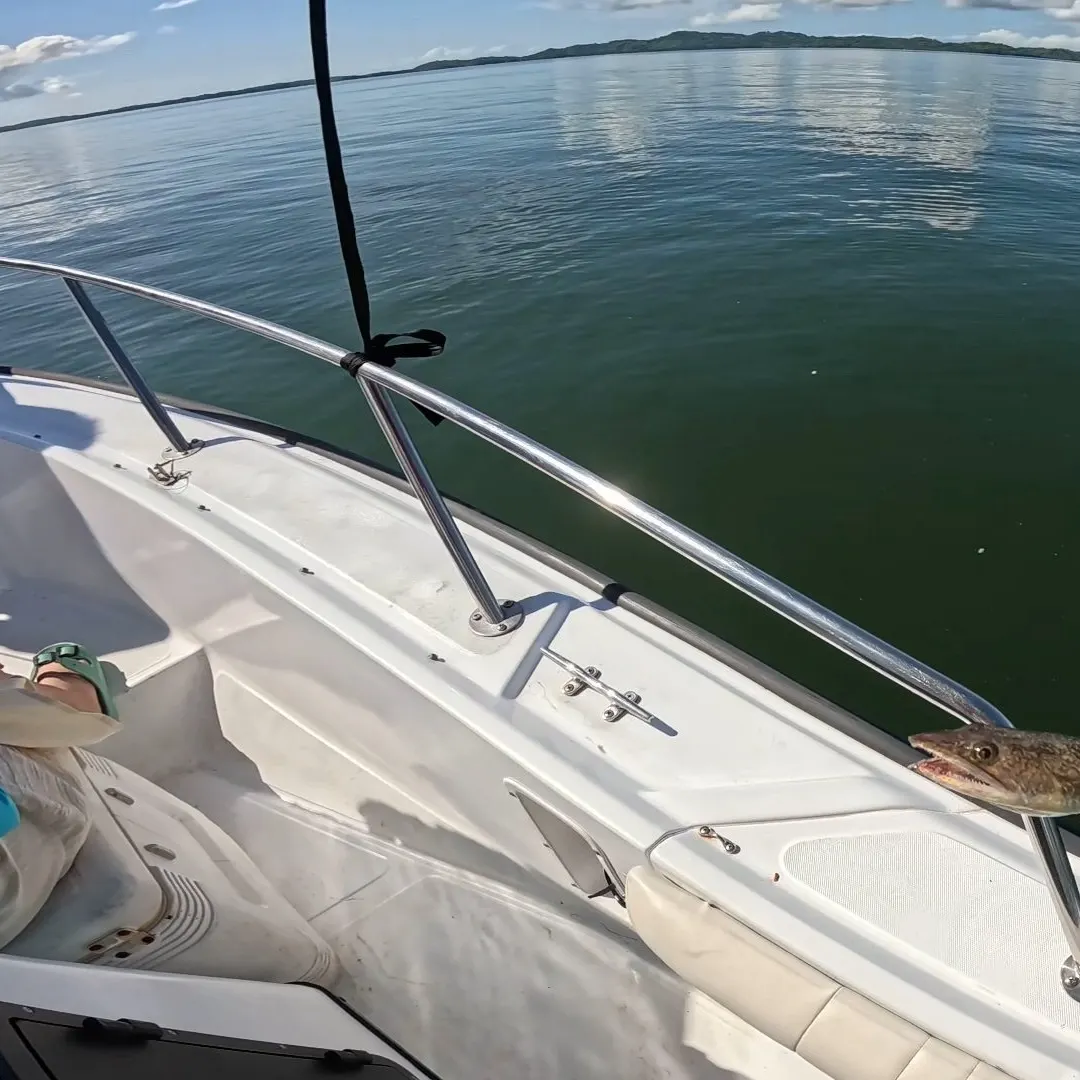 The most recent Shorthead lizardfish catches on Fishbrain