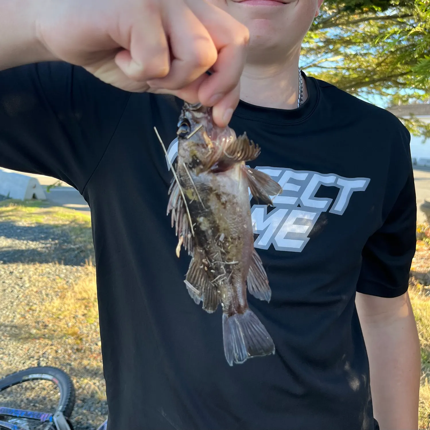Copper rockfish caught on Fishbrain