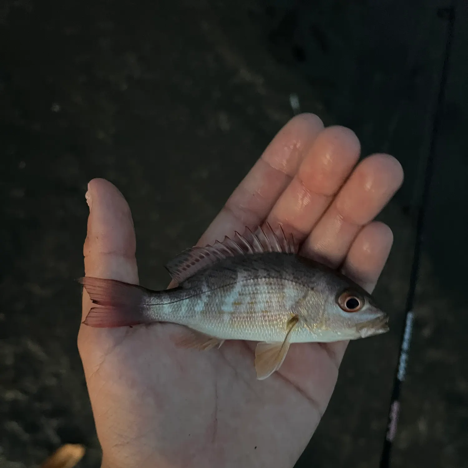 The most recent Spotted rose snapper catches on Fishbrain