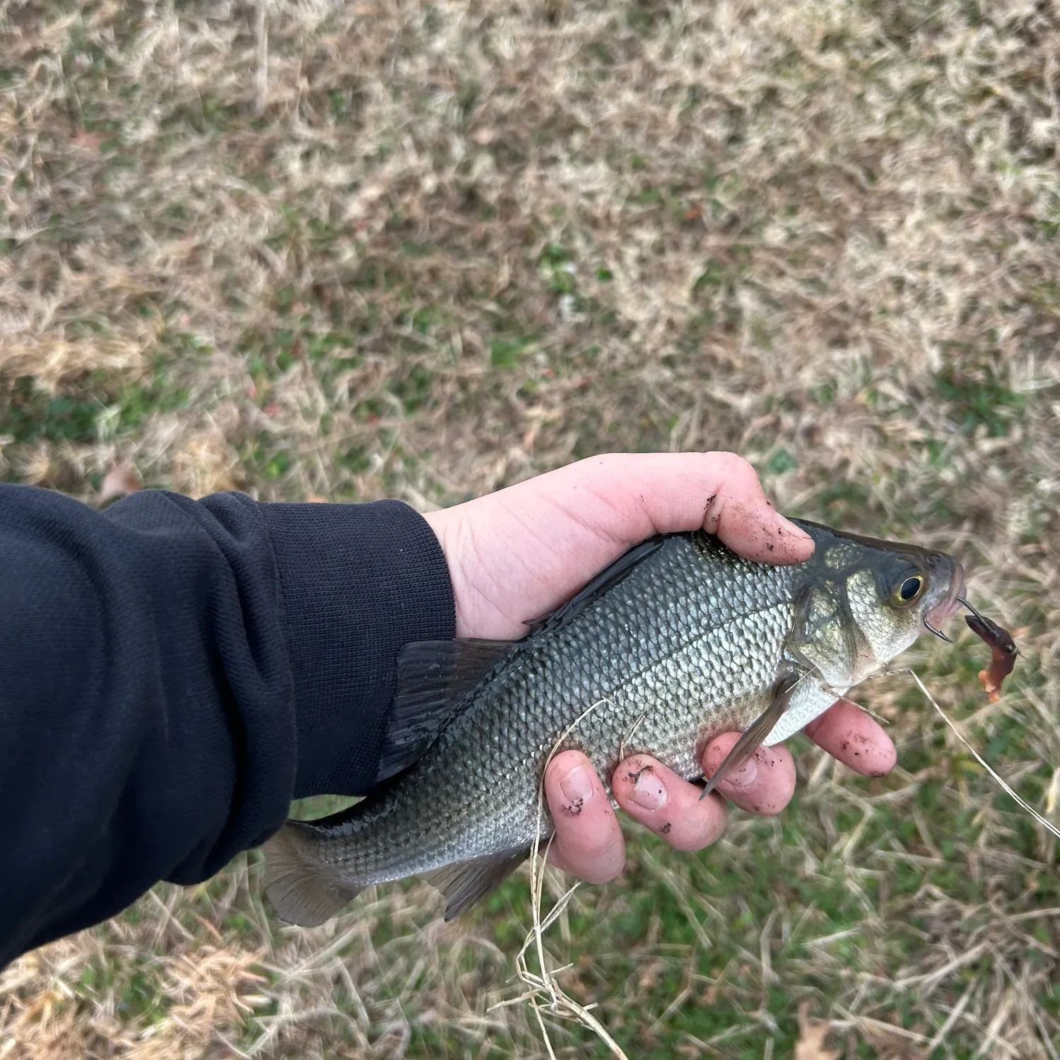The most recent White perch catches on Fishbrain