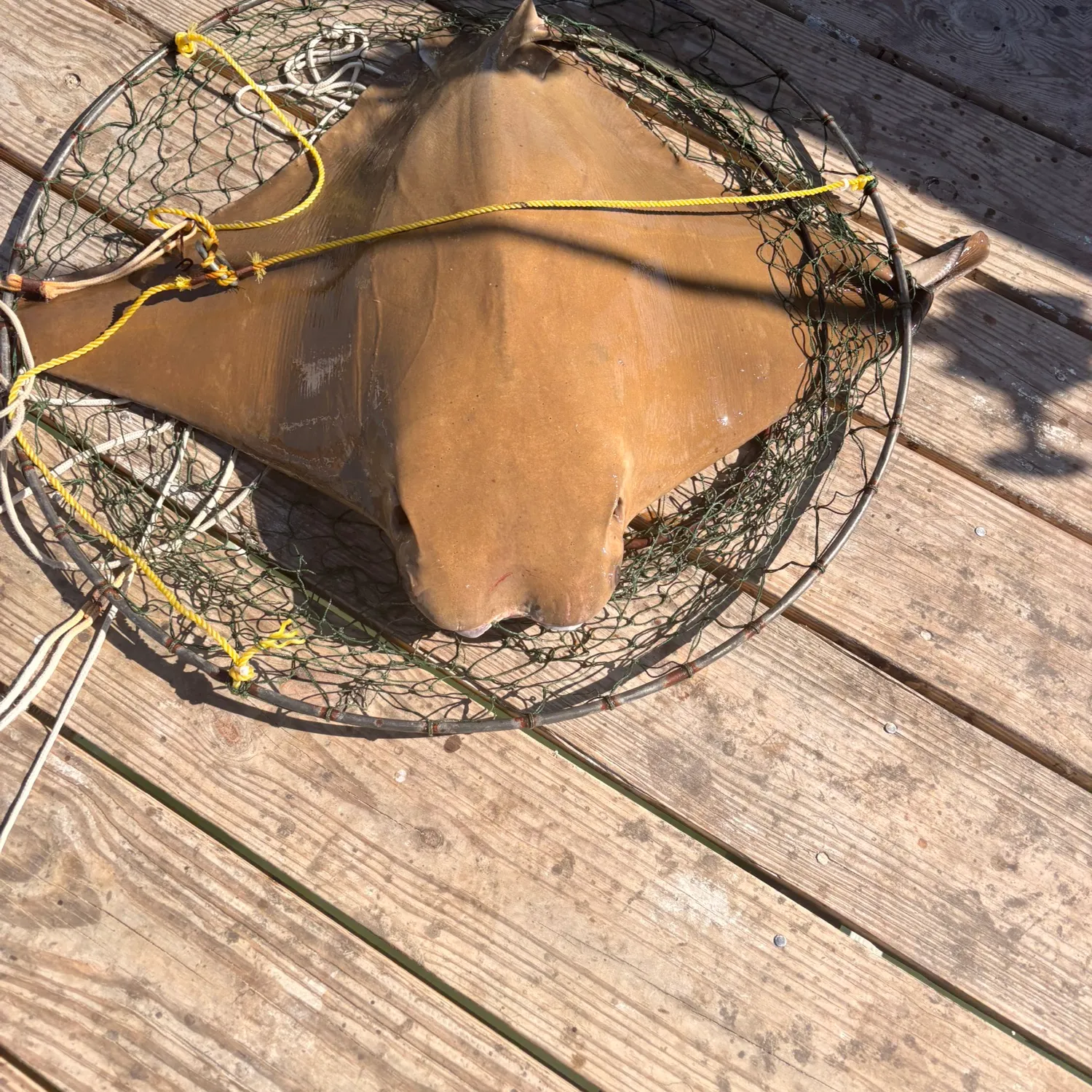 The most recent Cownose Ray catches on Fishbrain