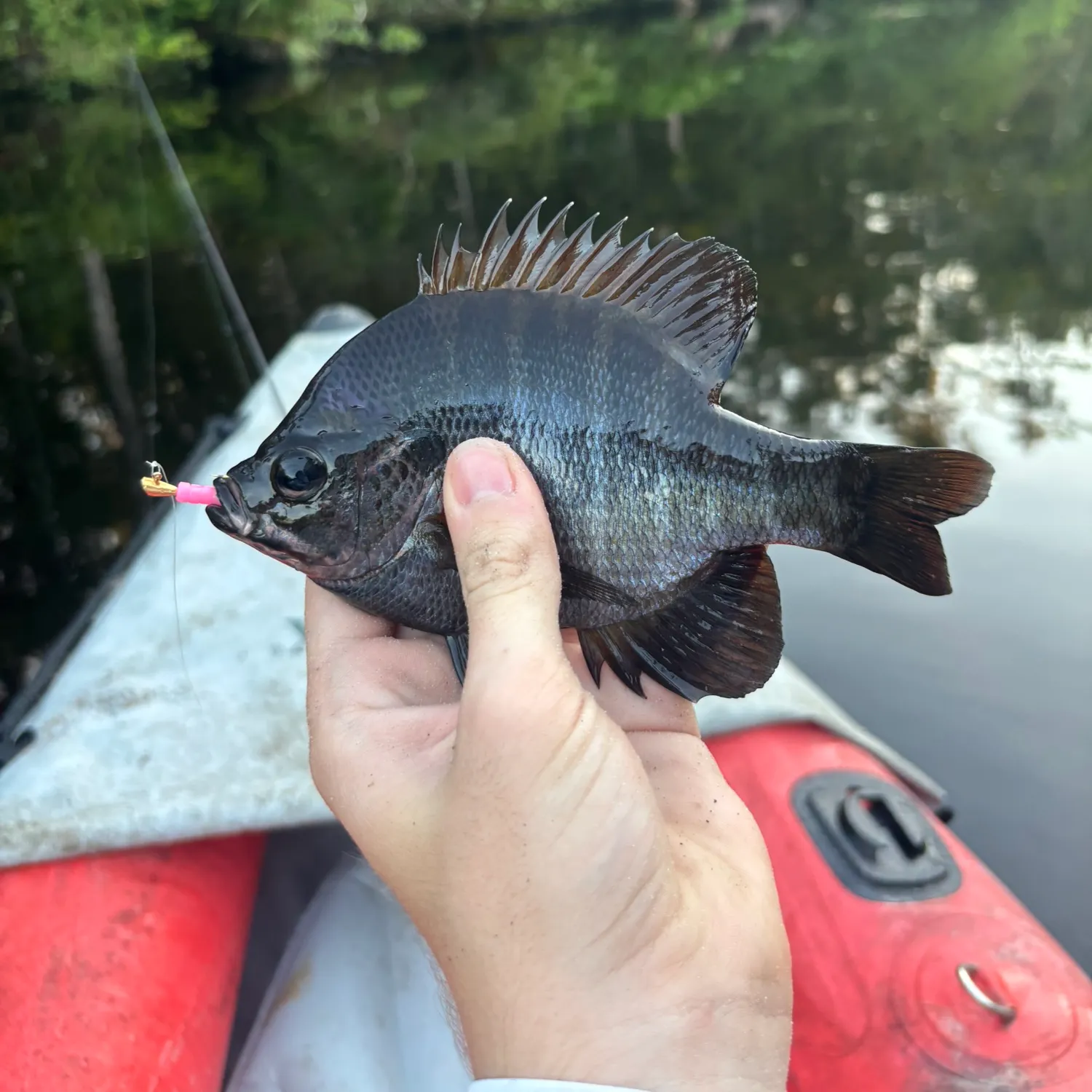 Bluegill caught on Fishbrain