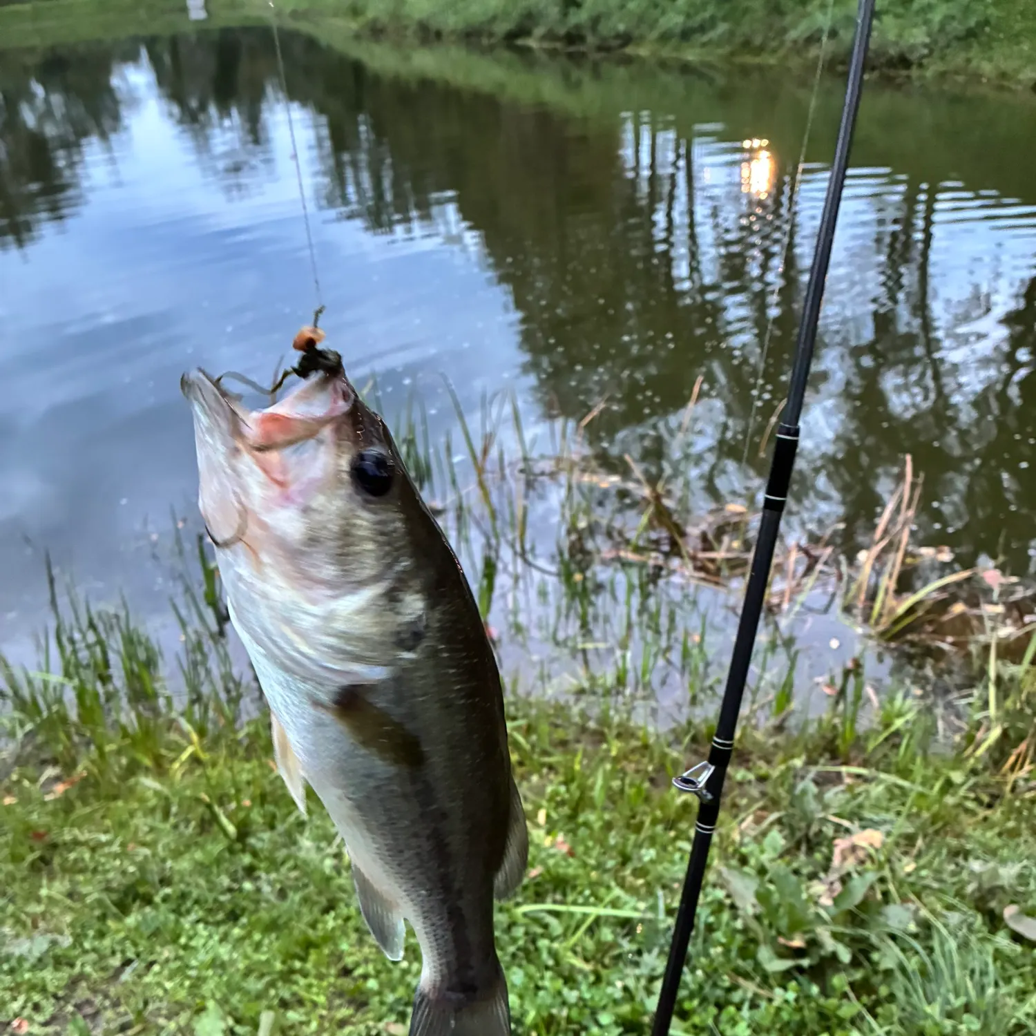 Largemouth bass caught on Fishbrain
