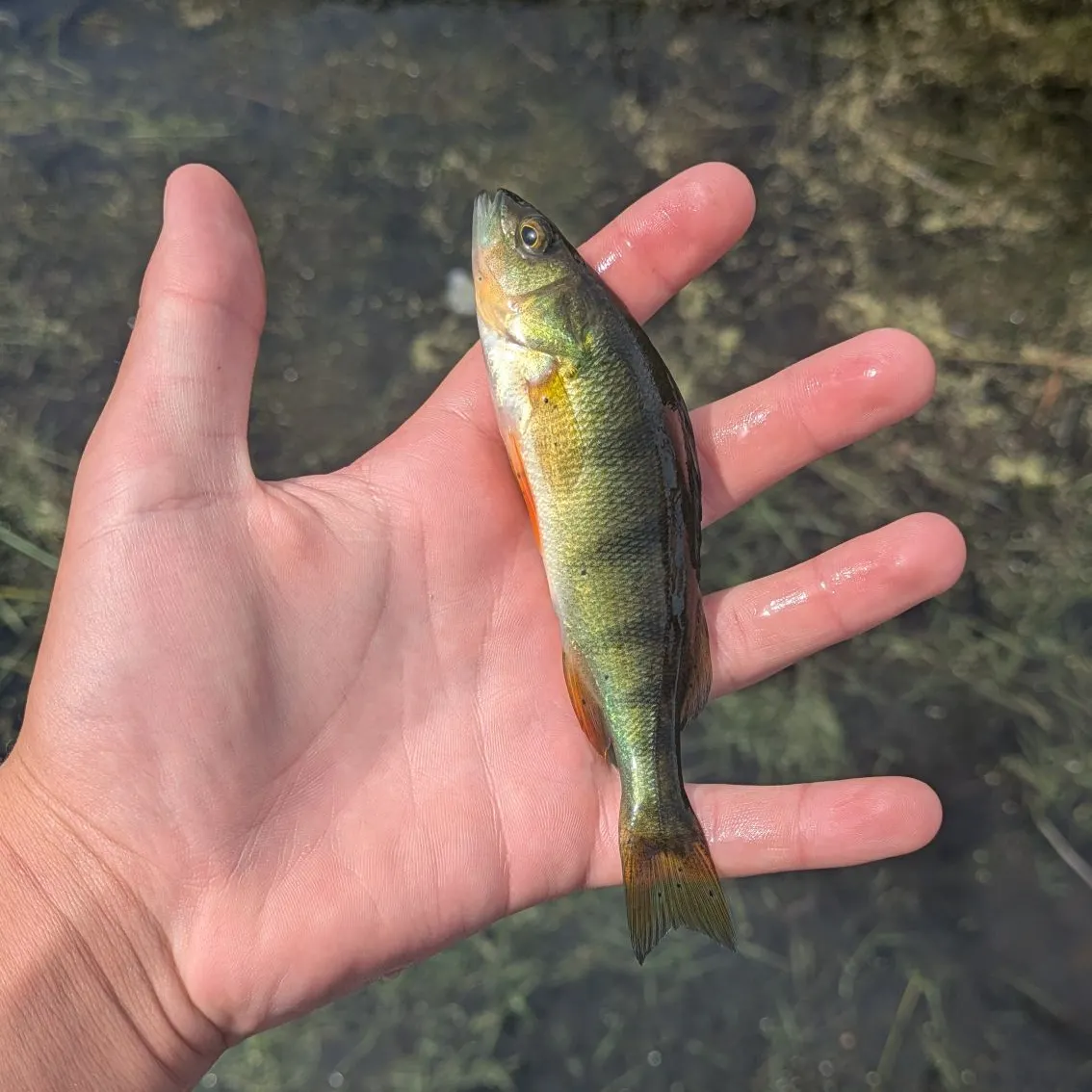 Yellow perch caught on Fishbrain