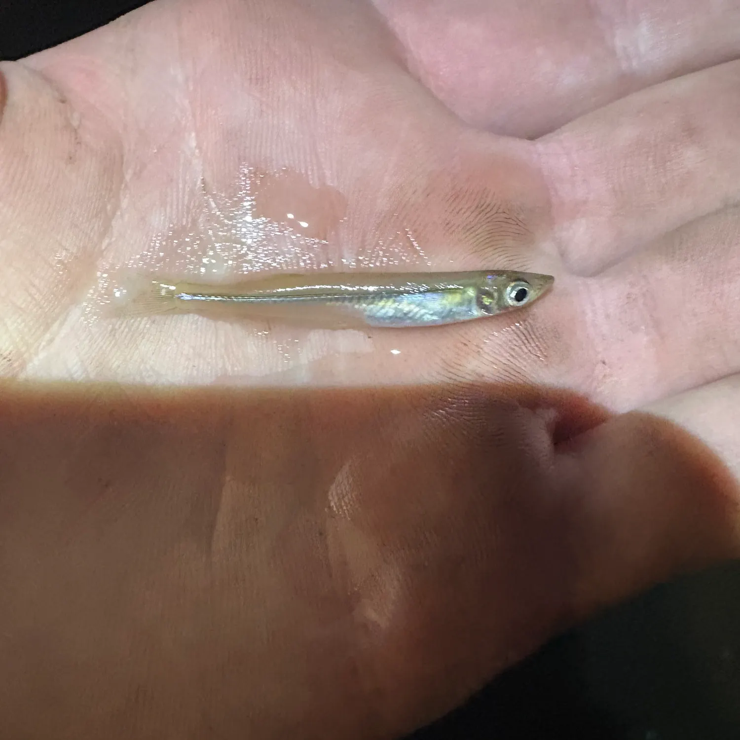 Brook silverside caught on Fishbrain