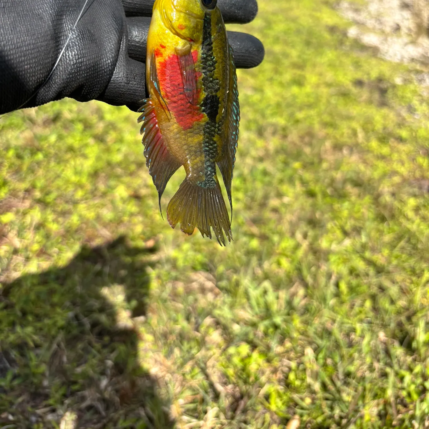 Redbelly tilapia caught on Fishbrain
