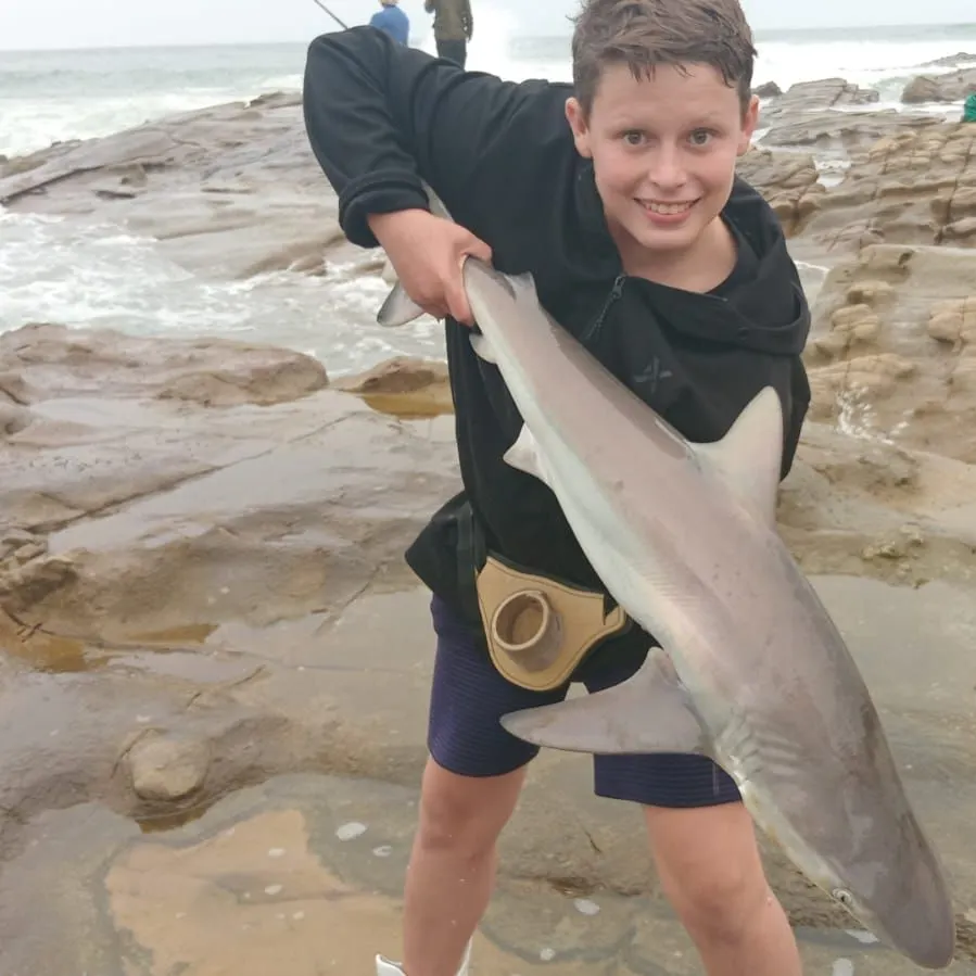 The most recent Grey reef shark catches on Fishbrain