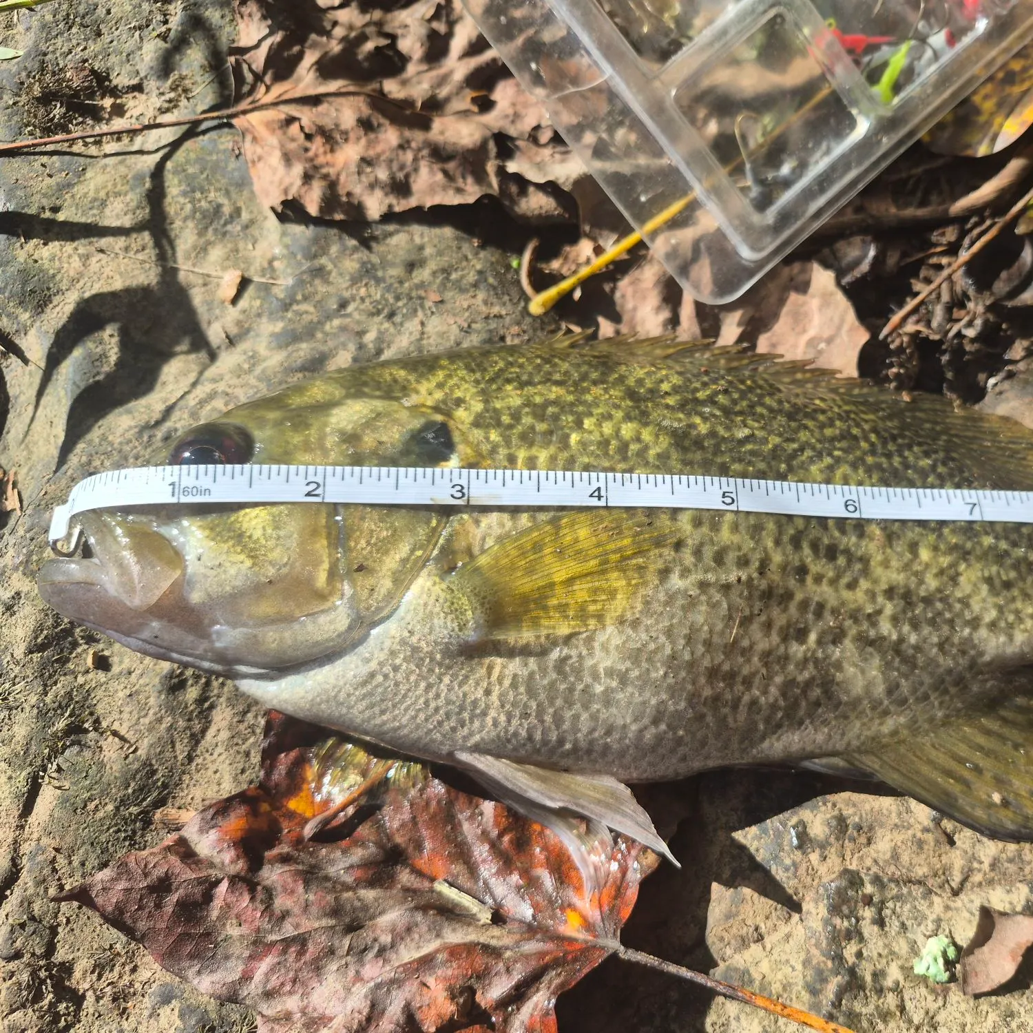 Rock bass caught on Fishbrain