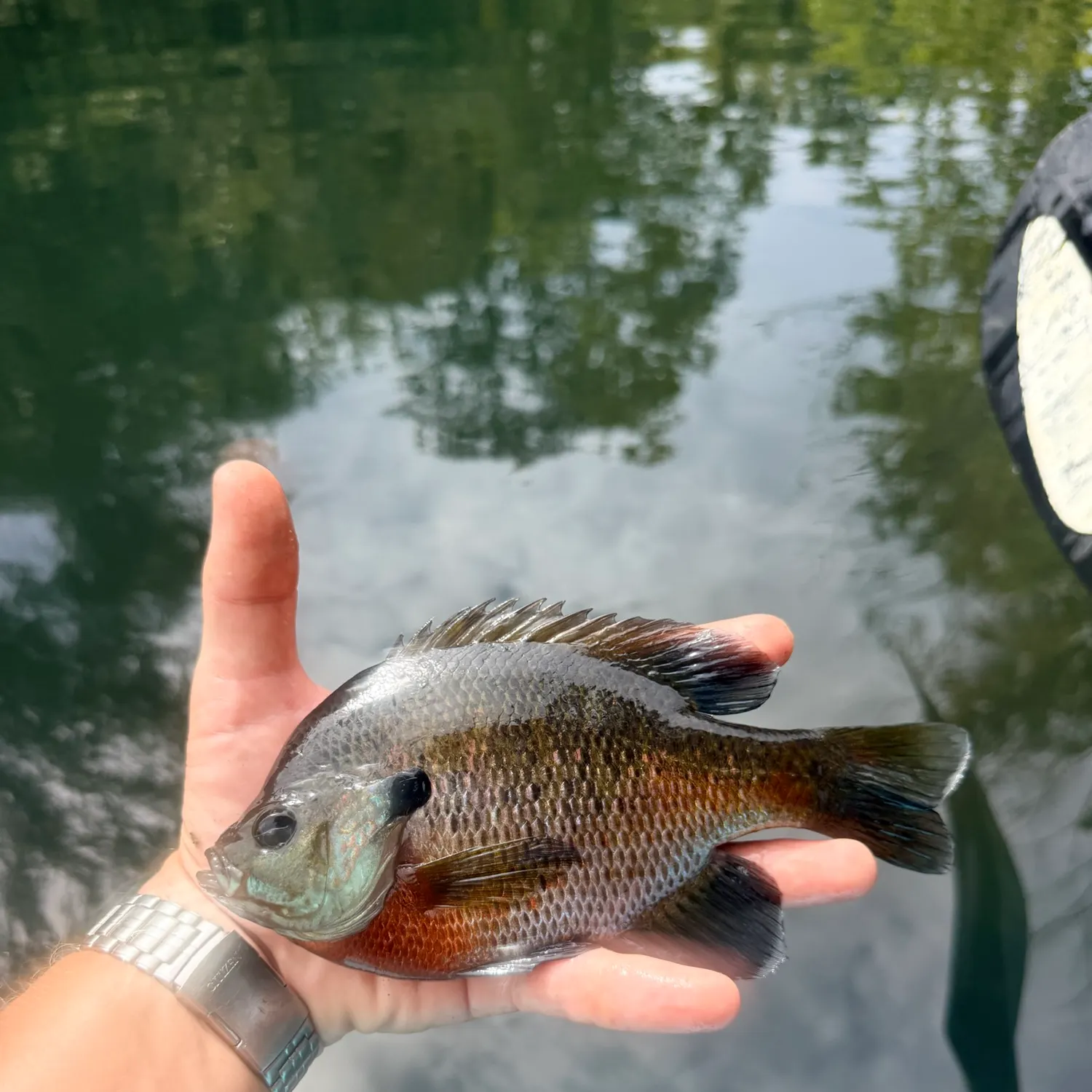 Redbreast sunfish caught on Fishbrain
