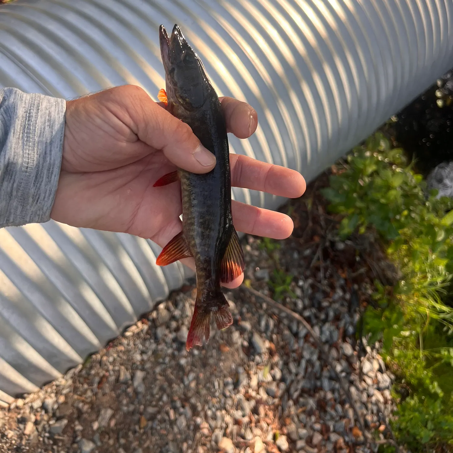 most liked catch image