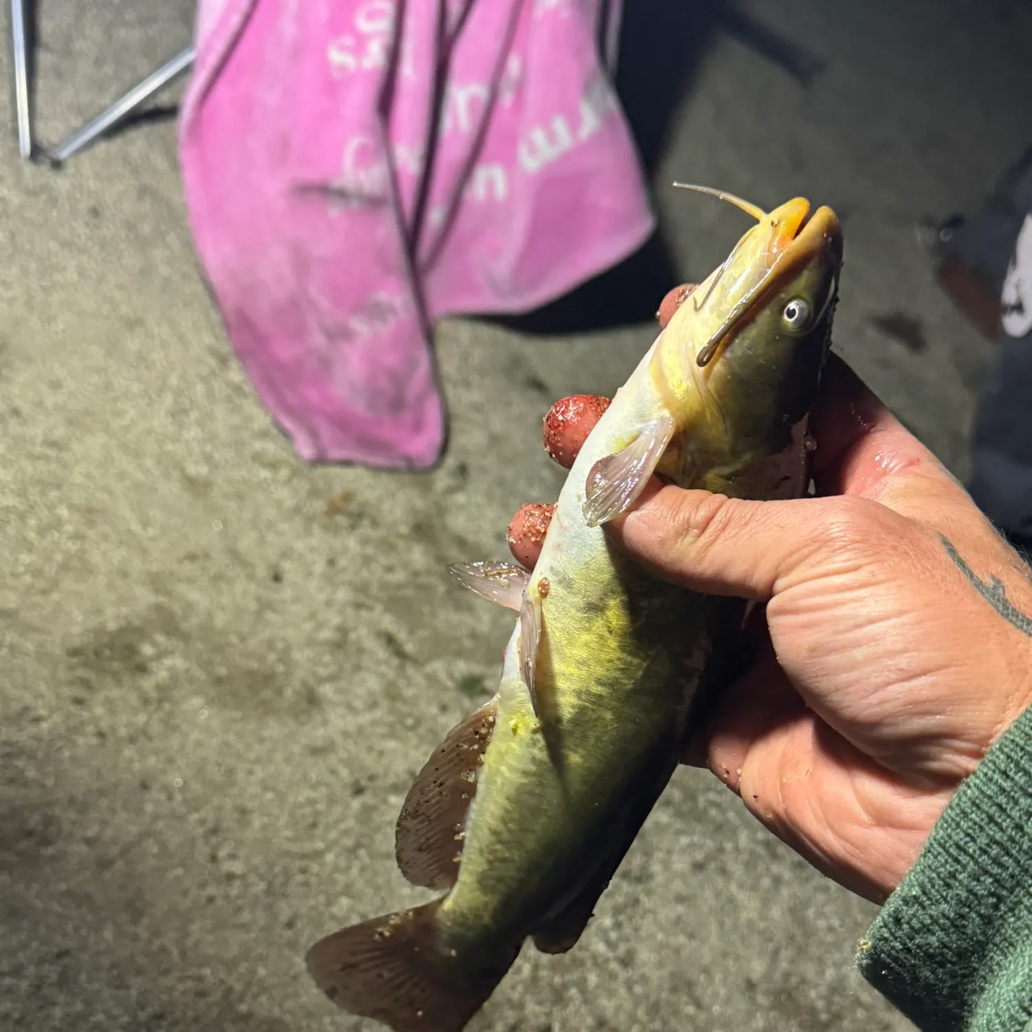 Yellow bullhead caught on Fishbrain