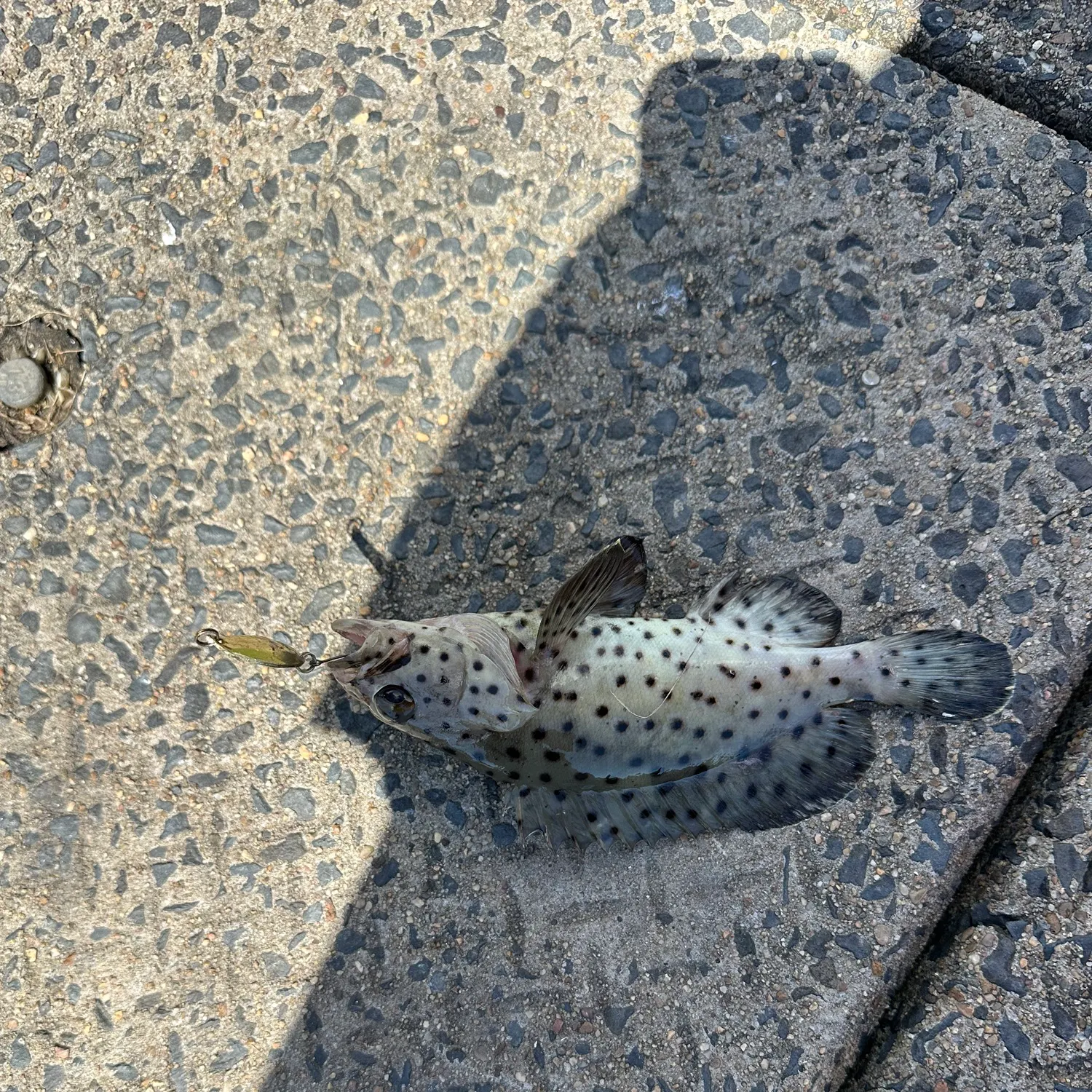 The most recent Greasy grouper catches on Fishbrain