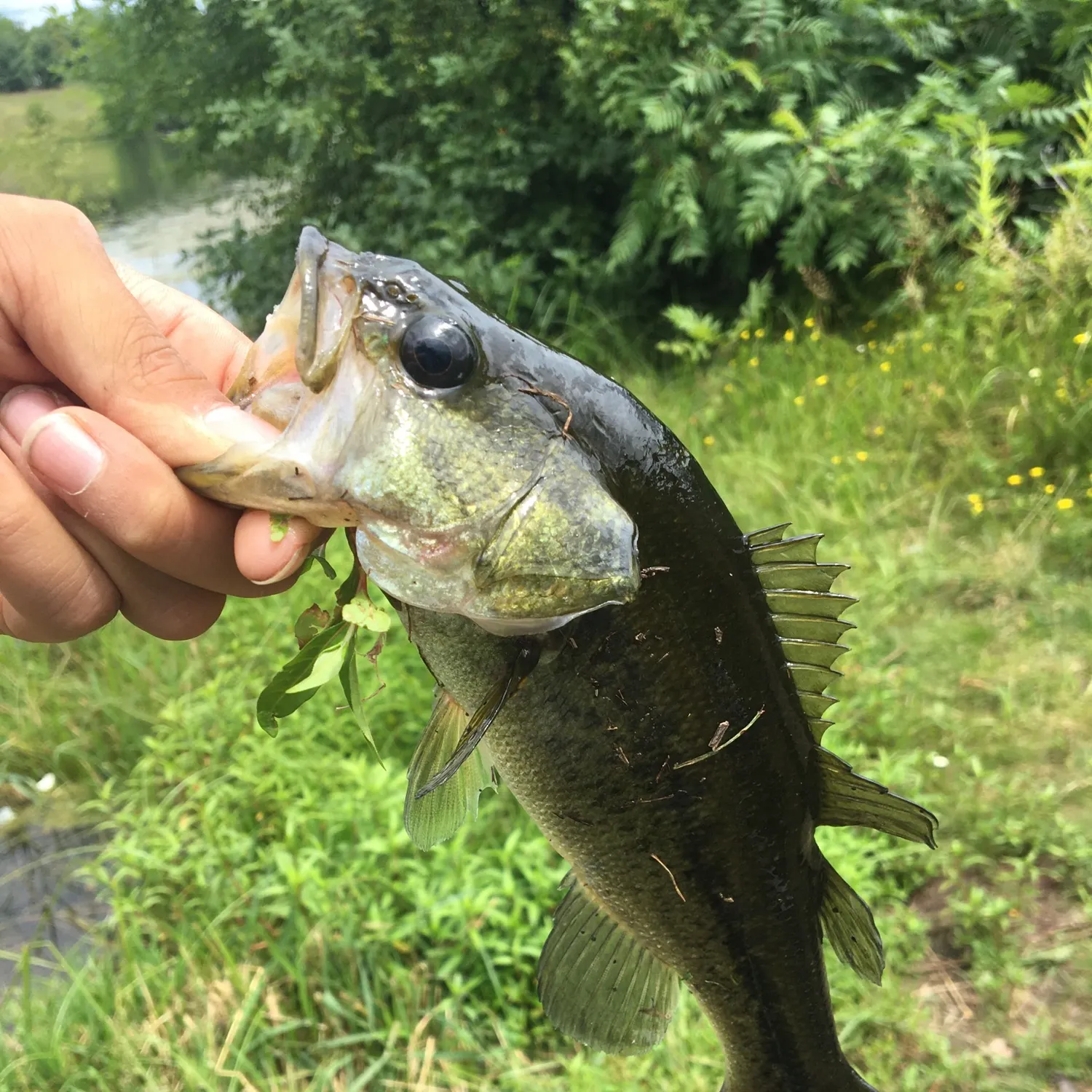 Largemouth bass caught on Fishbrain