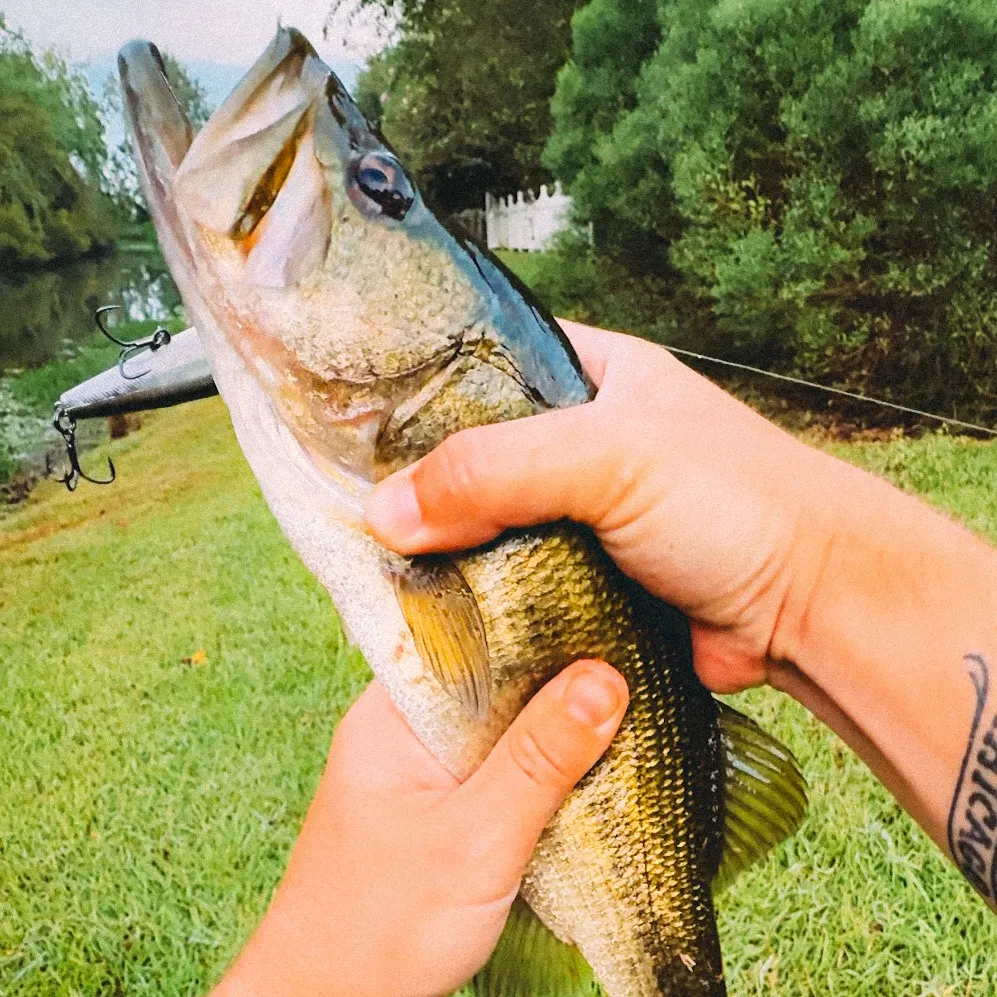 Largemouth bass caught on Fishbrain