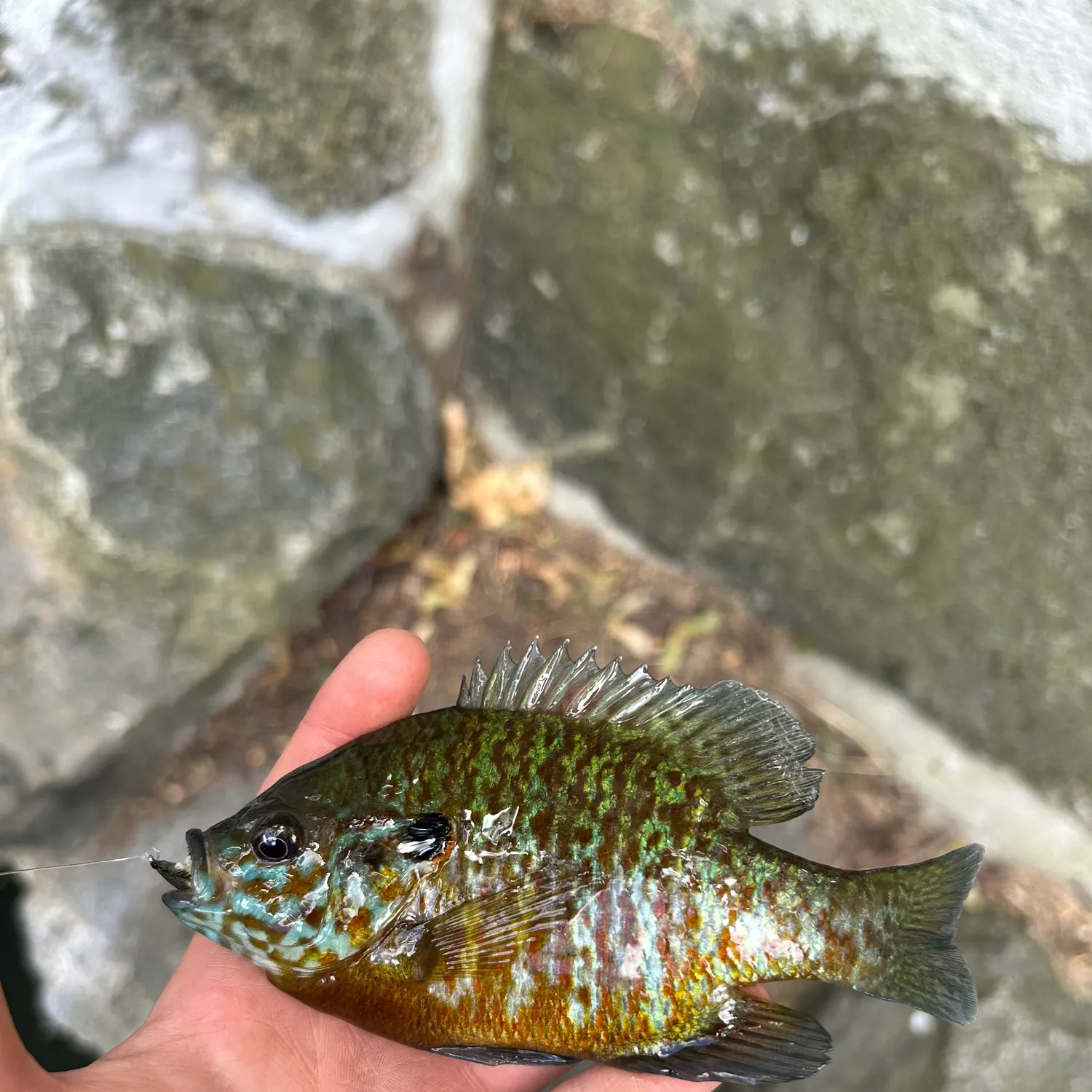The most recent Pumpkingill hybrid catches on Fishbrain