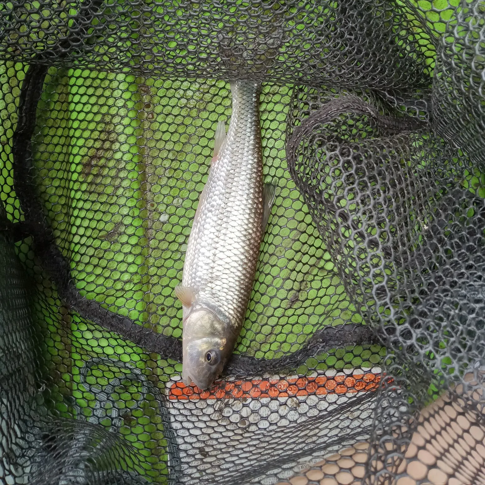 Fallfish caught on Fishbrain