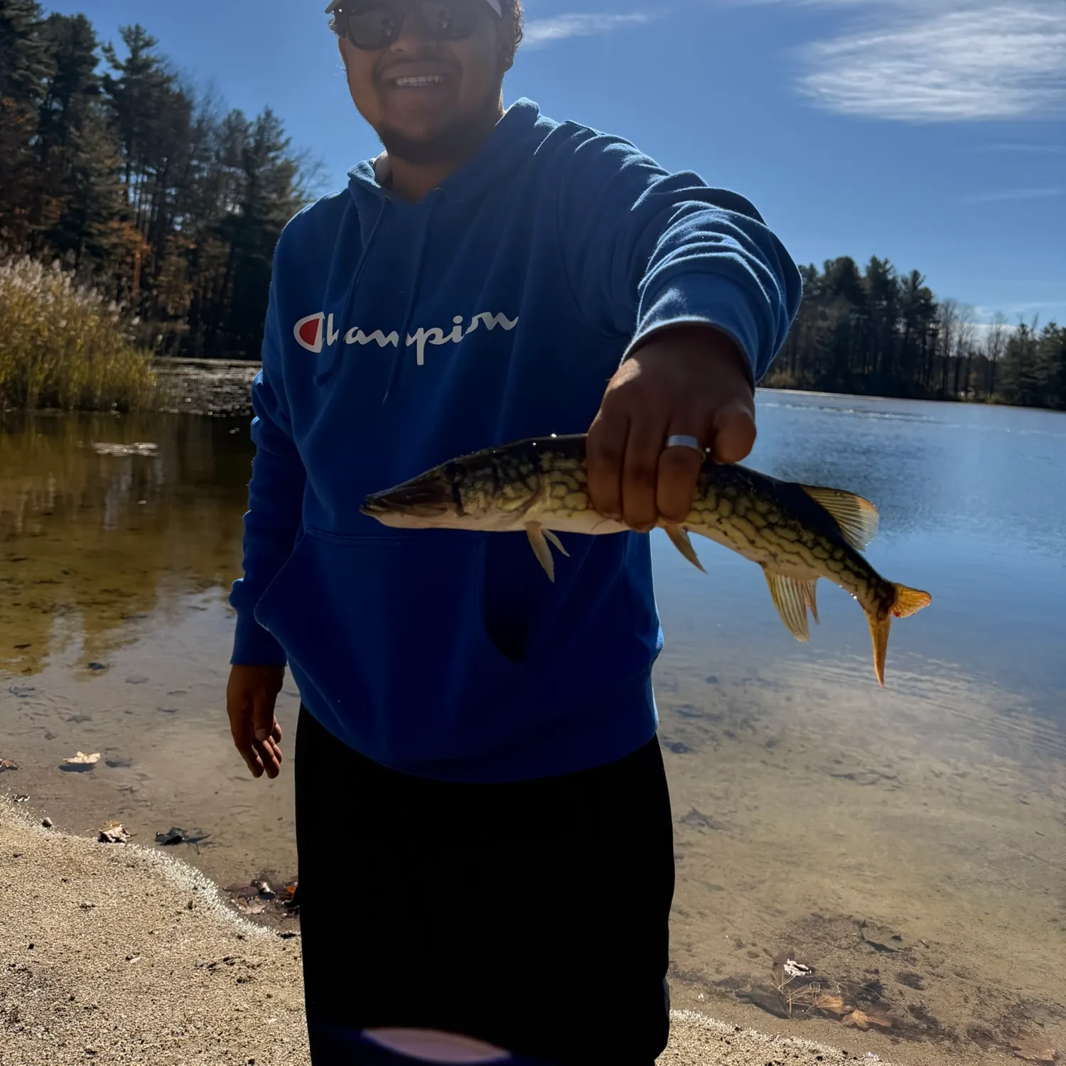 Chain pickerel caught on Fishbrain