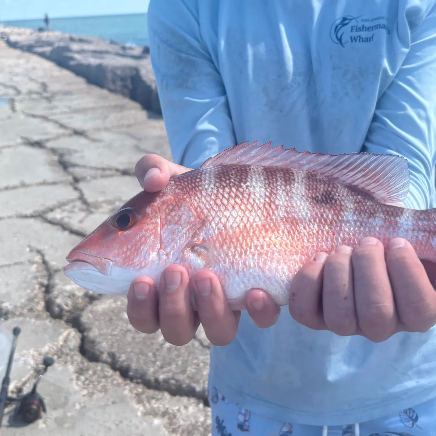 Northern red snapper caught on Fishbrain