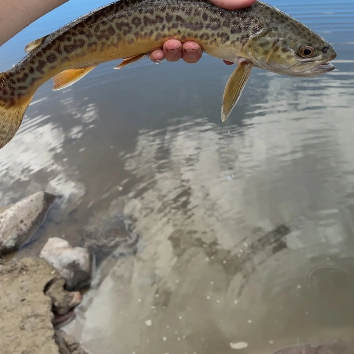 Tiger trout caught on Fishbrain