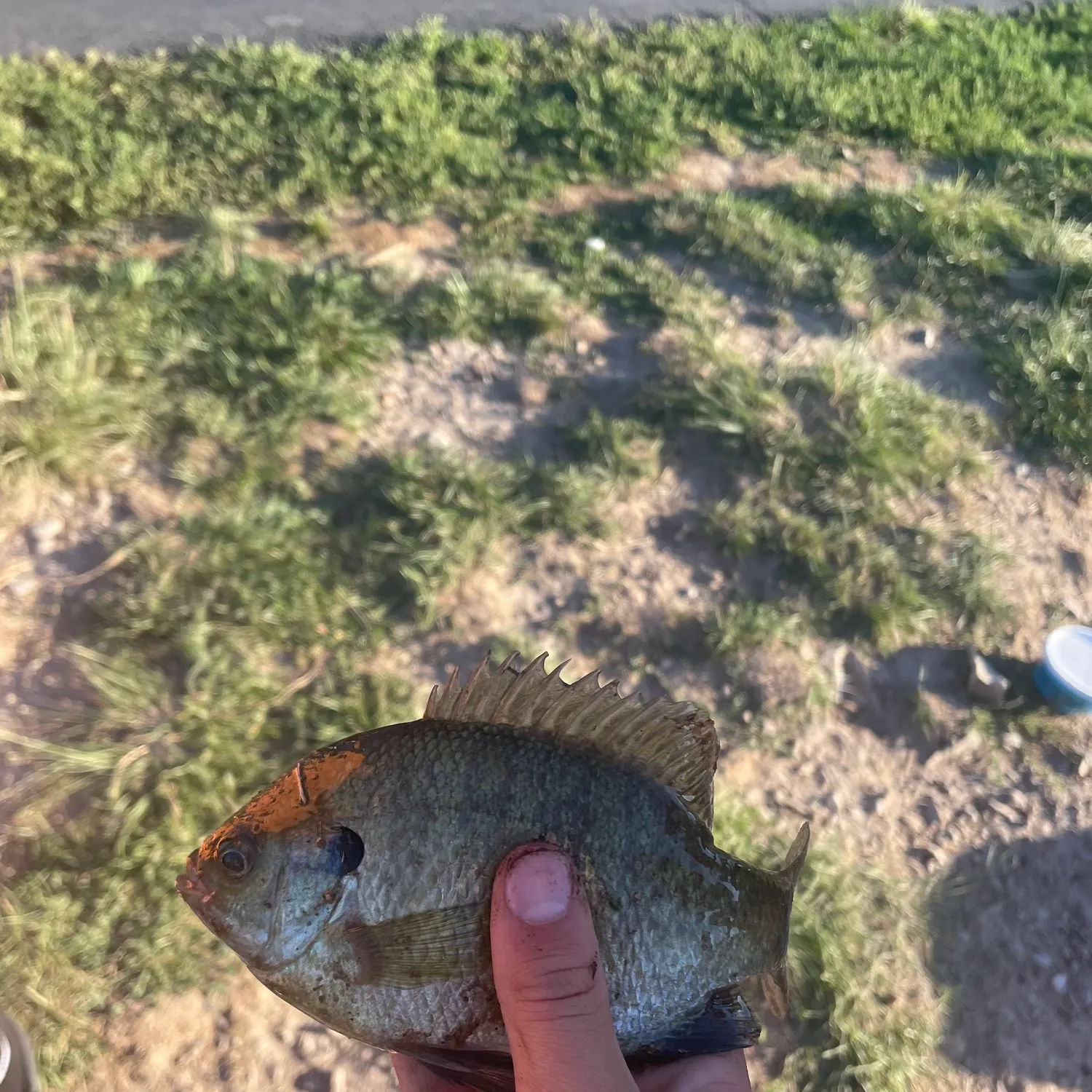 Bluegill caught on Fishbrain