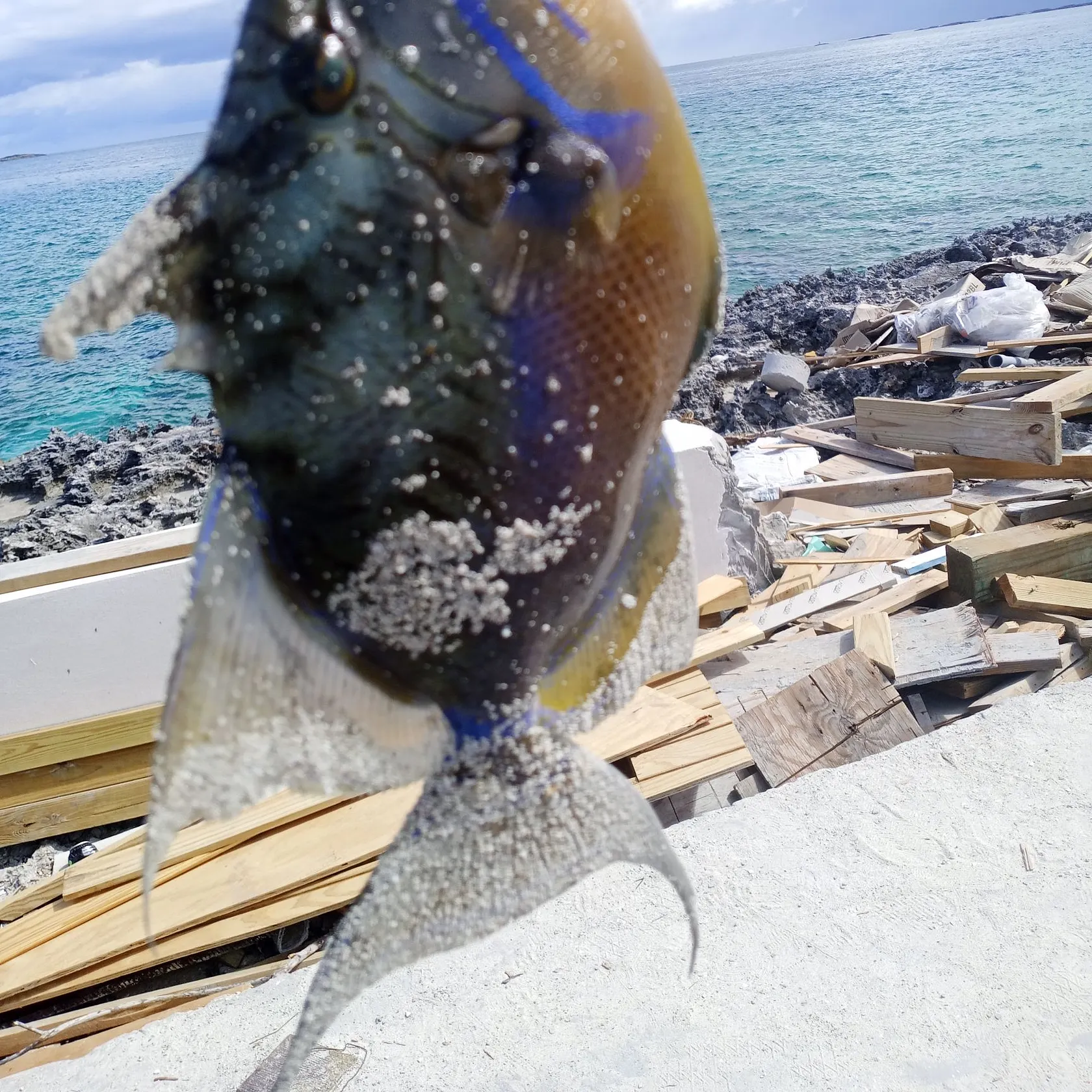 The most recent Queen triggerfish catches on Fishbrain