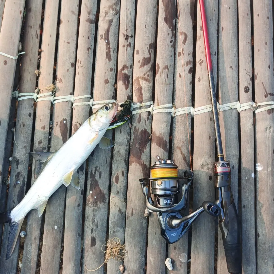 Ladyfish caught on Fishbrain