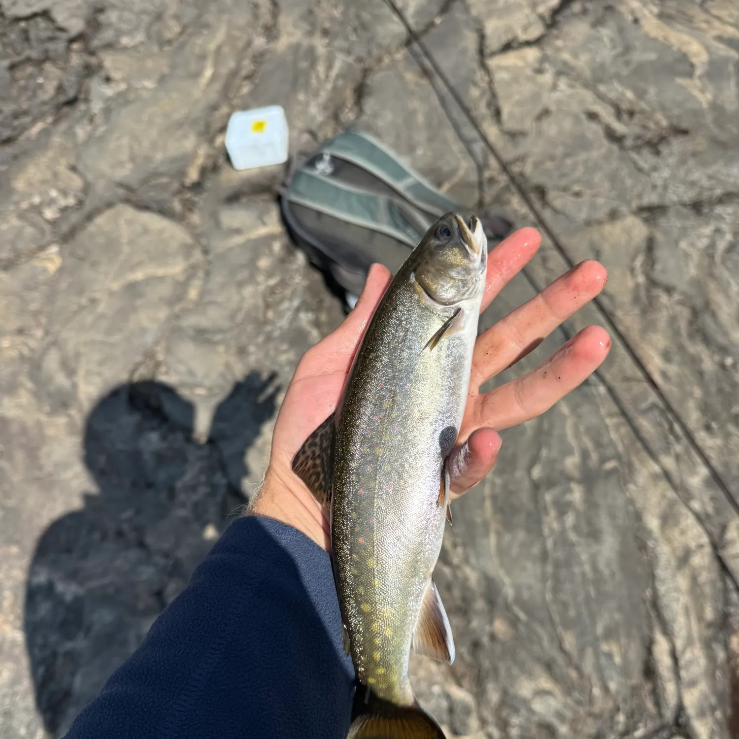 Brook trout caught on Fishbrain