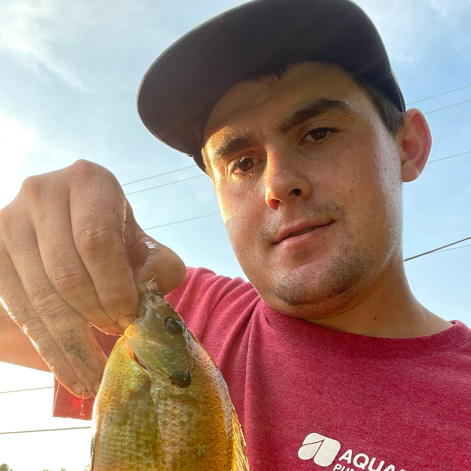 Bluegill caught on Fishbrain