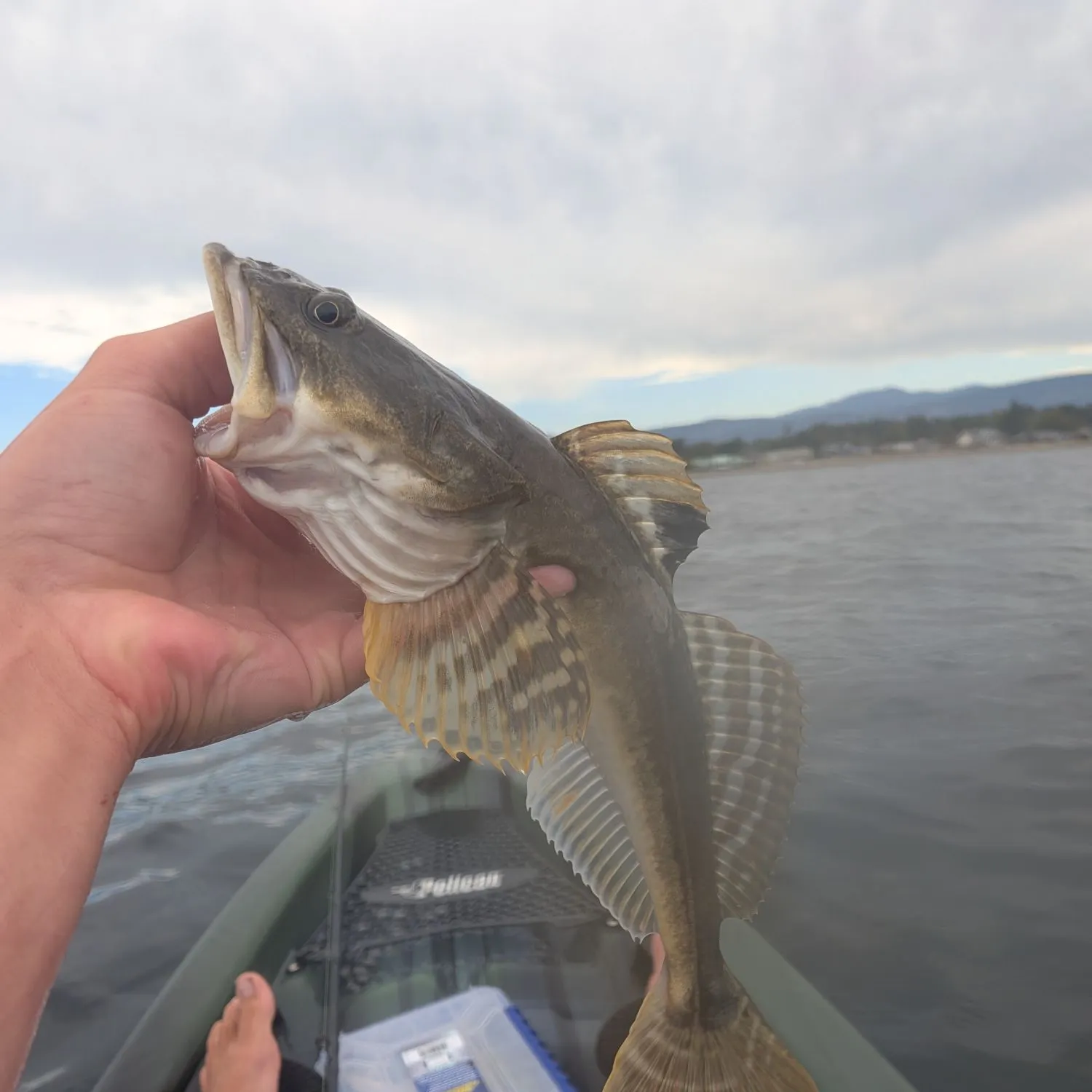The most recent Pacific staghorn sculpin catches on Fishbrain